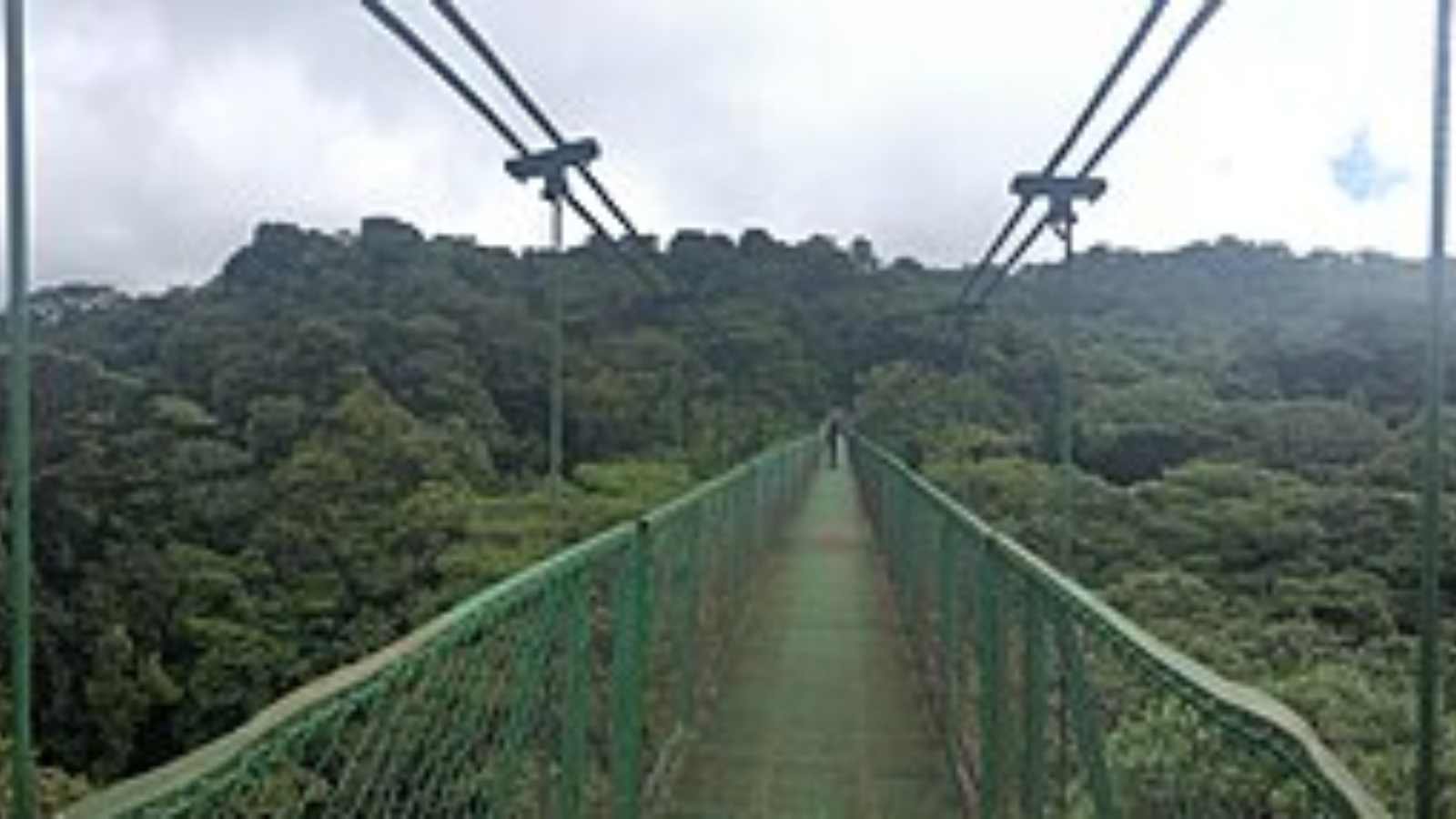 Breathtaking Forests Around the World