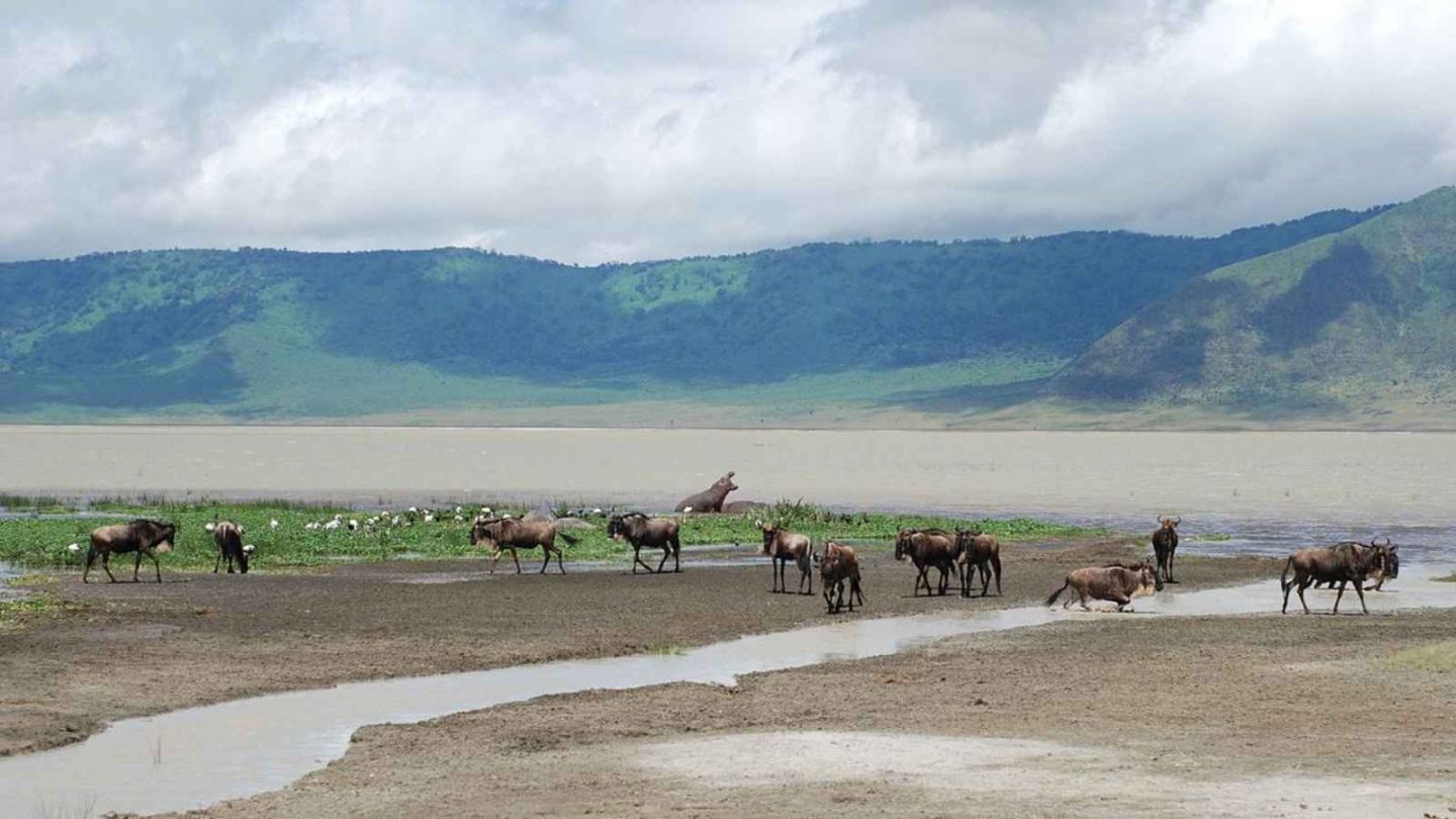 17 Ultimate Bucket-List Wildlife Destinations
