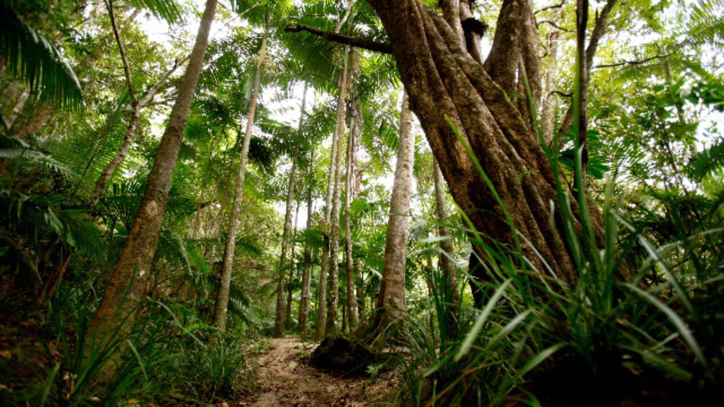15 Breathtaking Rainforest Retreats for Nature Lovers Seeking the Ultimate Escape