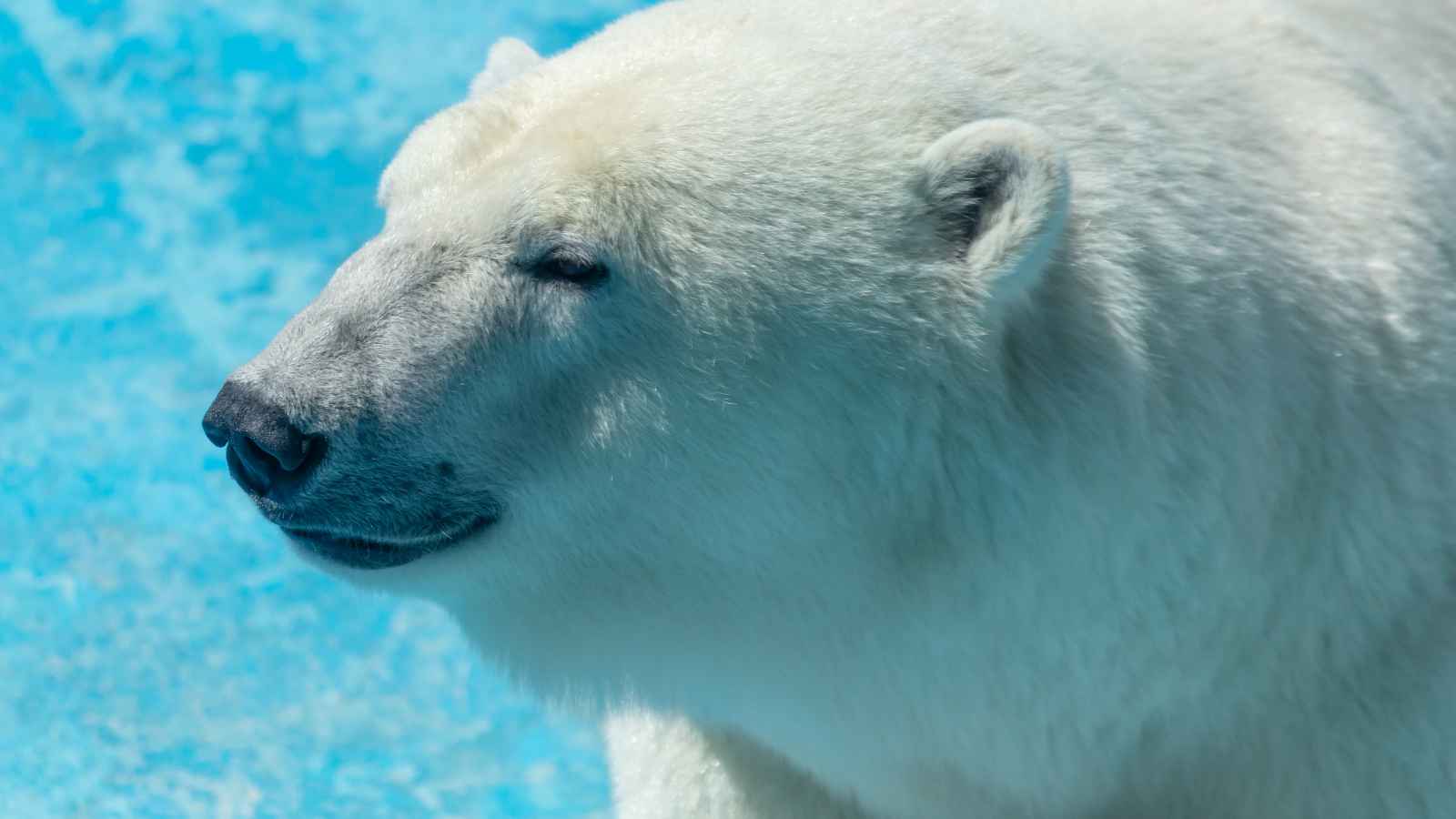 15 Fascinating Things About Canada That Americans Rarely Hear About