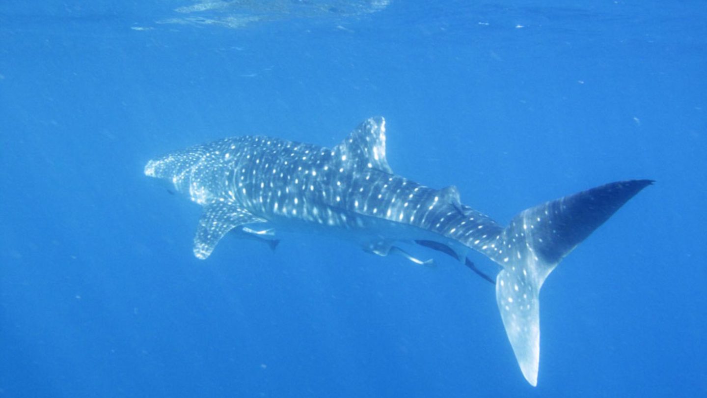 17 Unforgettable Animal Encounters You Need to Experience Around the World
