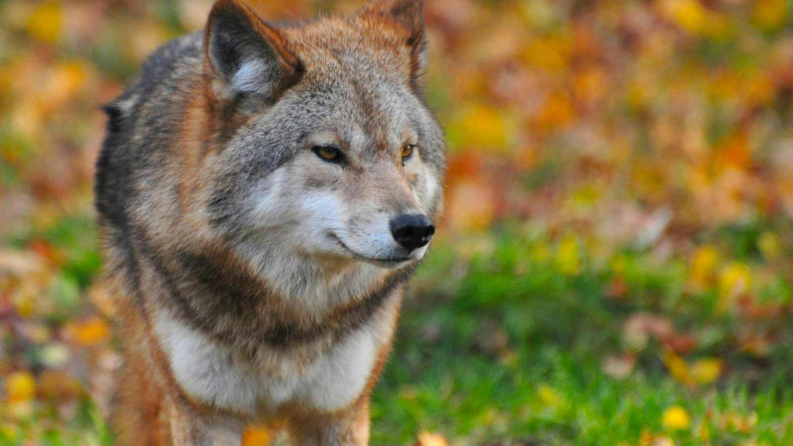 13 of the World's Largest Wolves and Where to See Them in the Wild ...