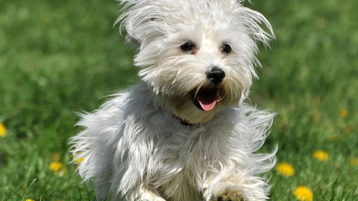 12 Dog Breeds Prone to Stress and Hate Being Left Alone When You Travel – Is Yours on the List?