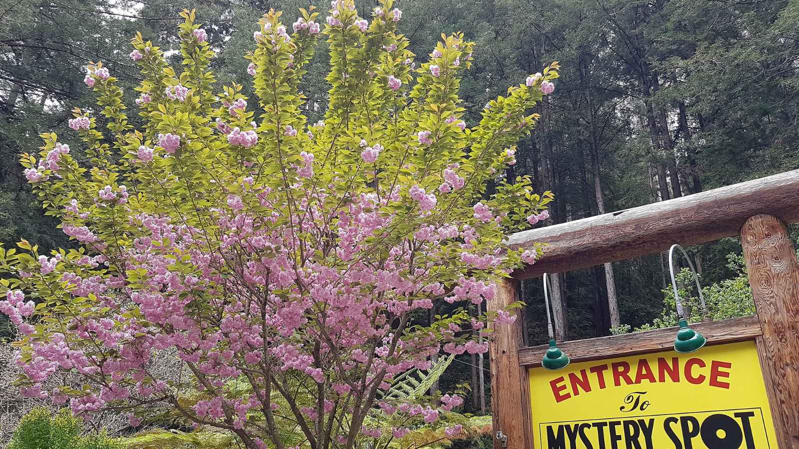 15 Must-See Offbeat Attractions in the U.S. You Need to Visit at Least Once