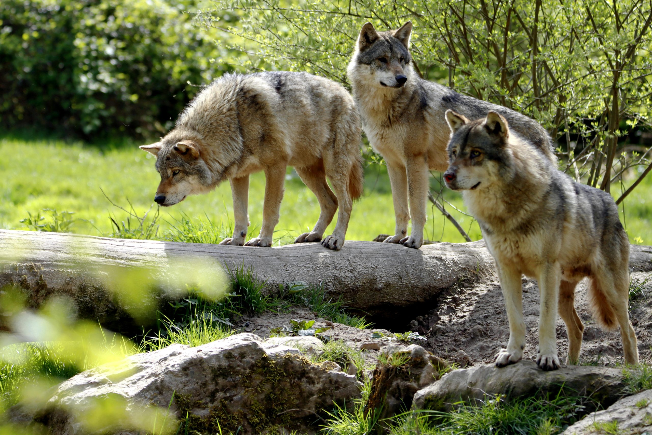 10 Landmark Wildlife Preservation Efforts in North America