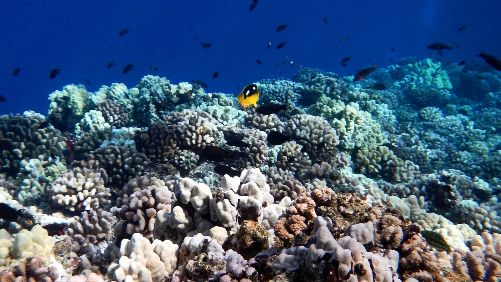 13 Most Breathtaking Snorkeling Destinations in the US