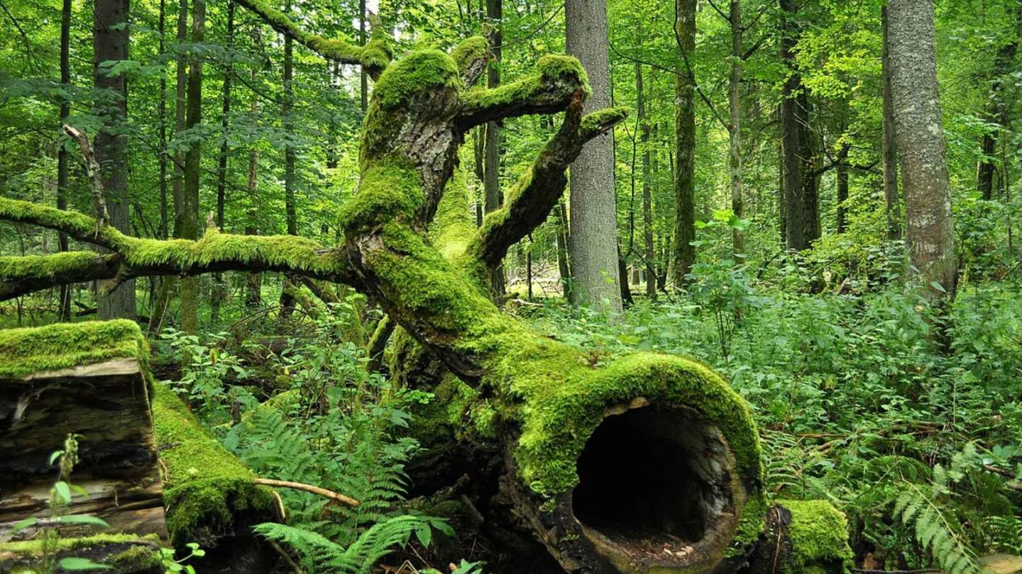 15 Enchanting European Forests You’ll Want to Explore