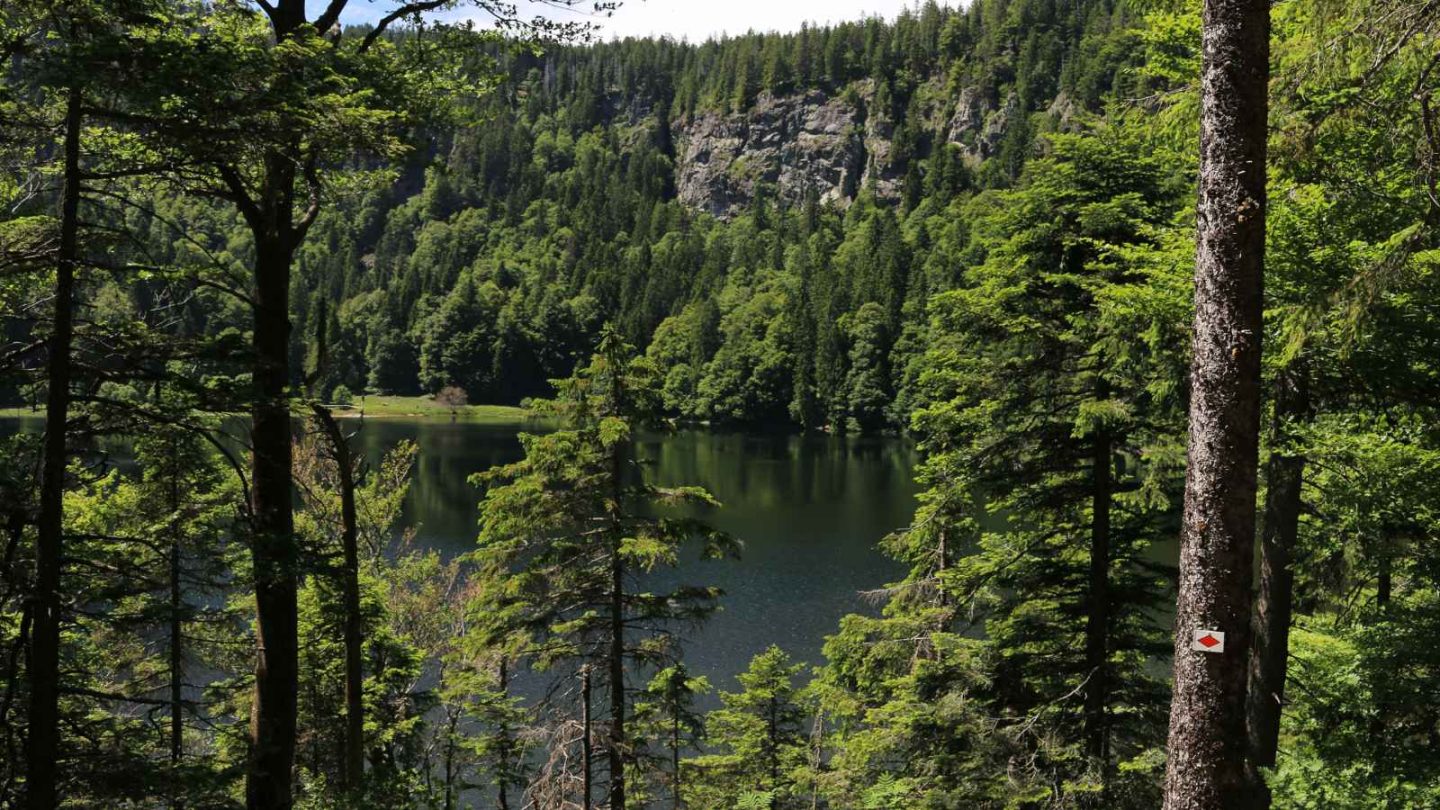 15 Enchanting European Forests You’ll Want to Explore