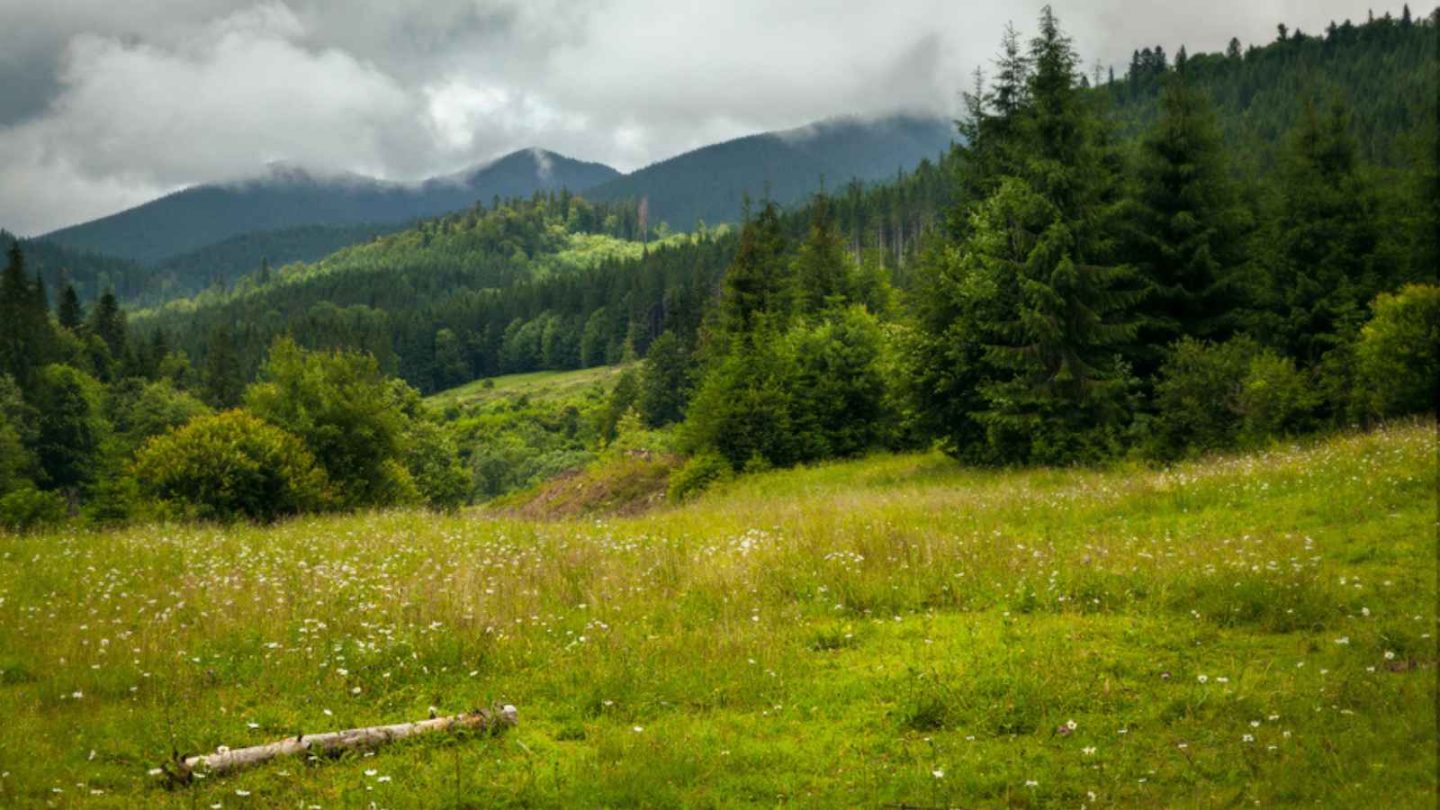15 Enchanting European Forests You’ll Want to Explore