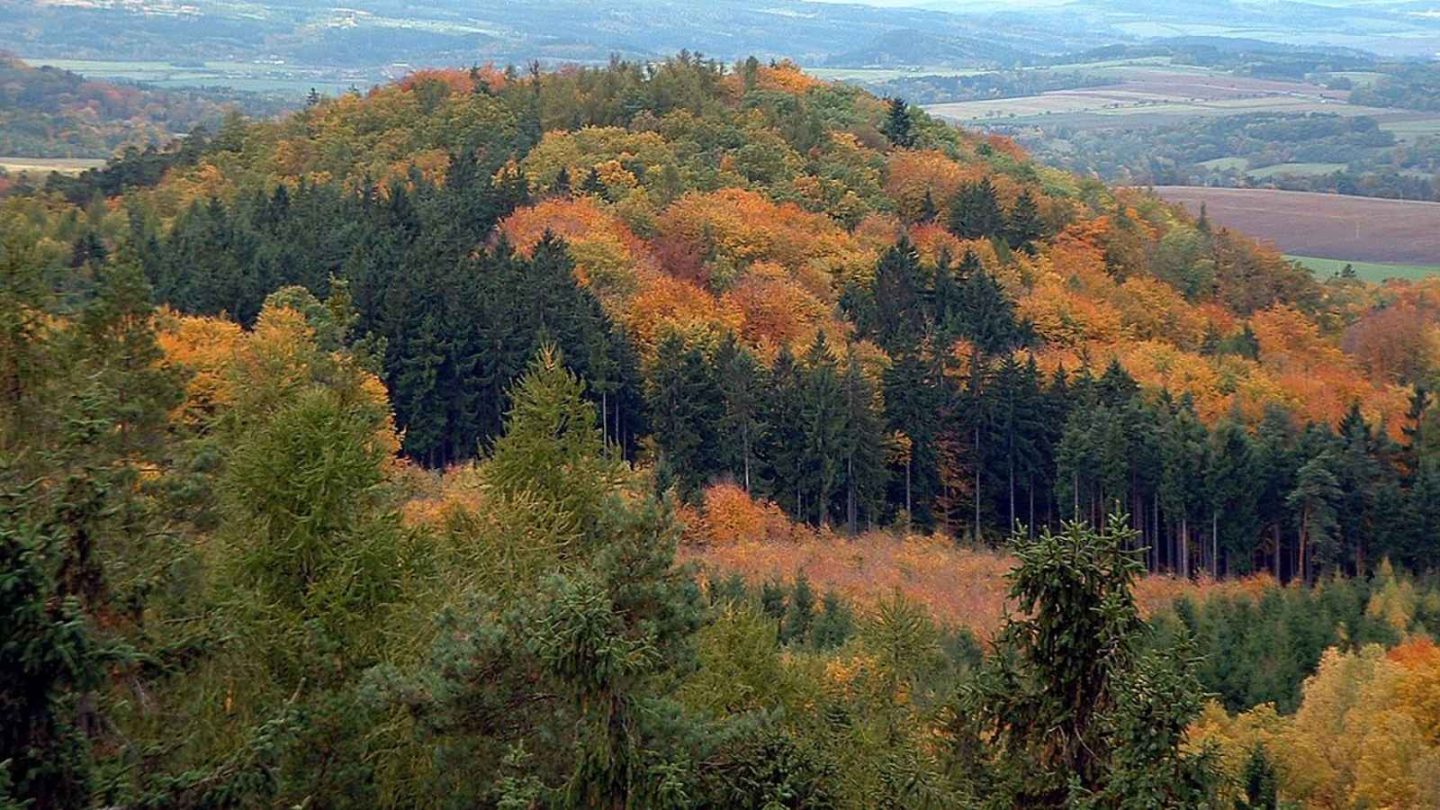 15 Enchanting European Forests You’ll Want to Explore