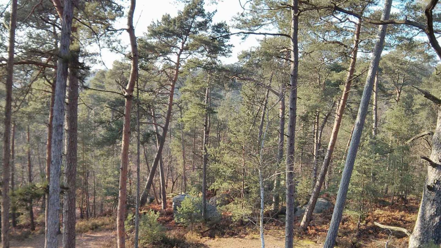 15 Enchanting European Forests You’ll Want to Explore