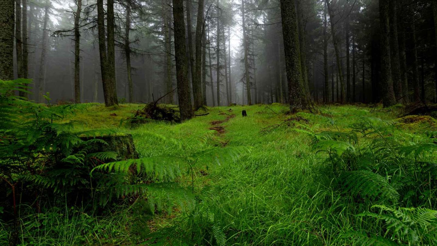 15 Enchanting European Forests You’ll Want to Explore