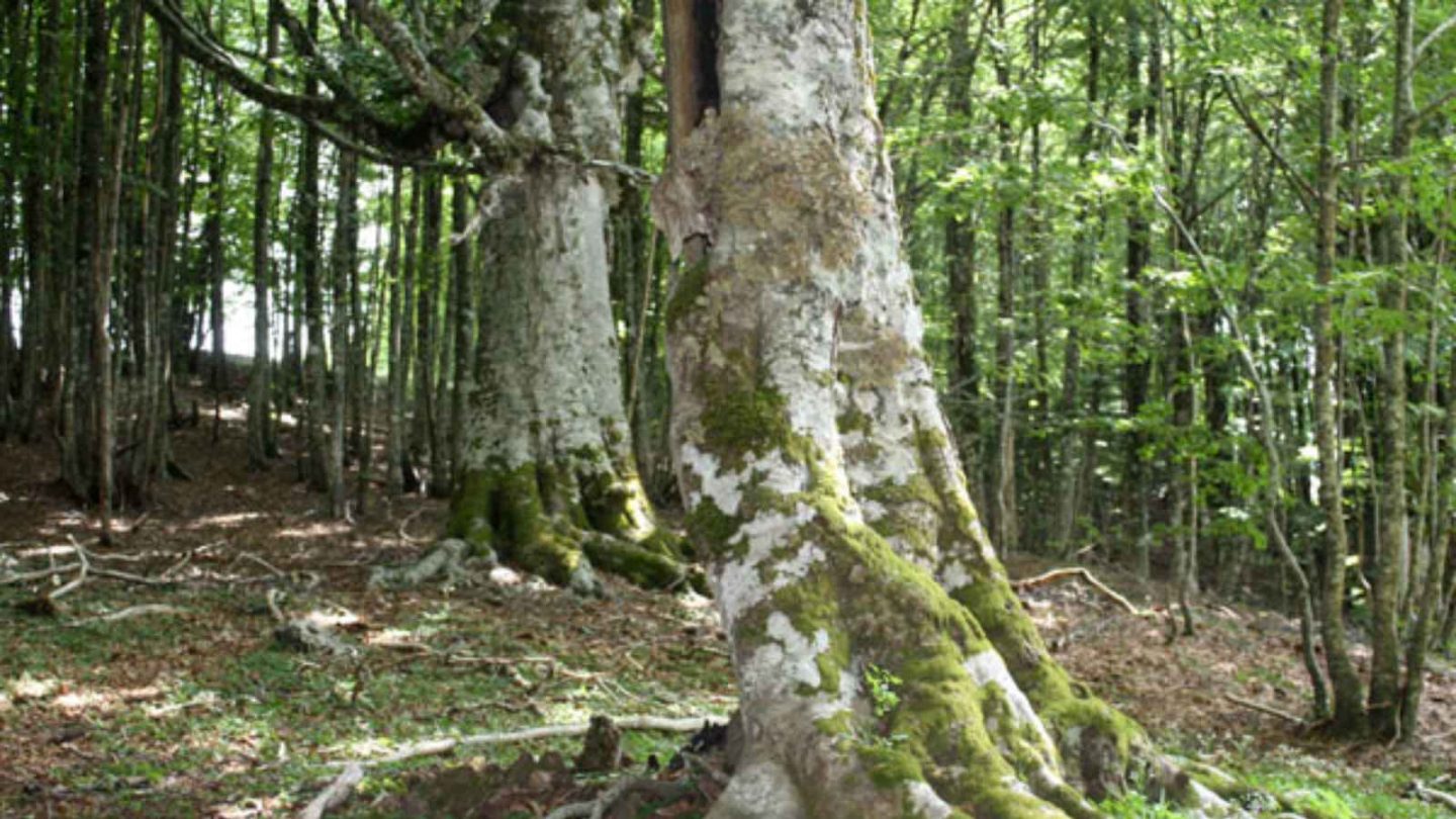 15 Enchanting European Forests You’ll Want to Explore