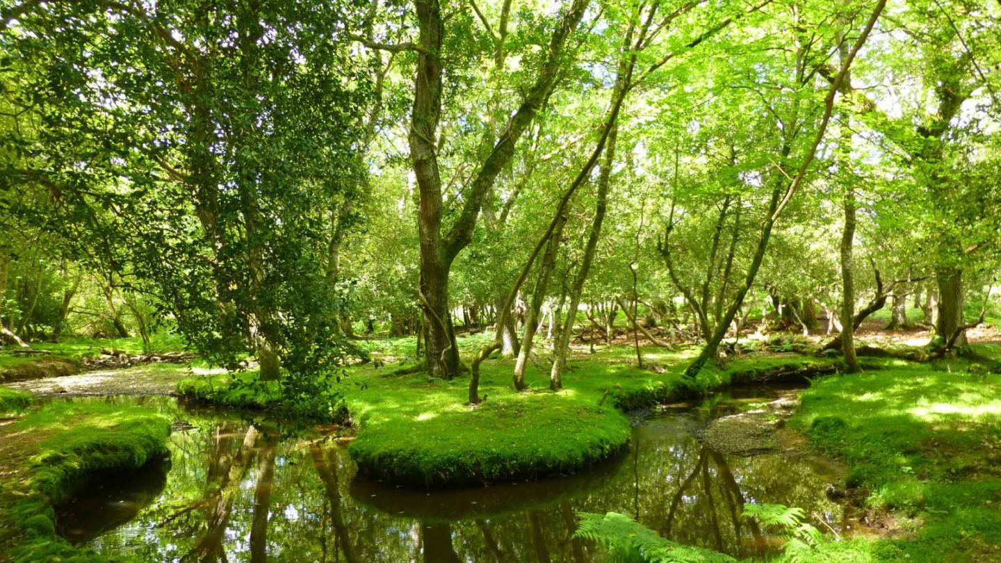 15 Enchanting European Forests You’ll Want to Explore