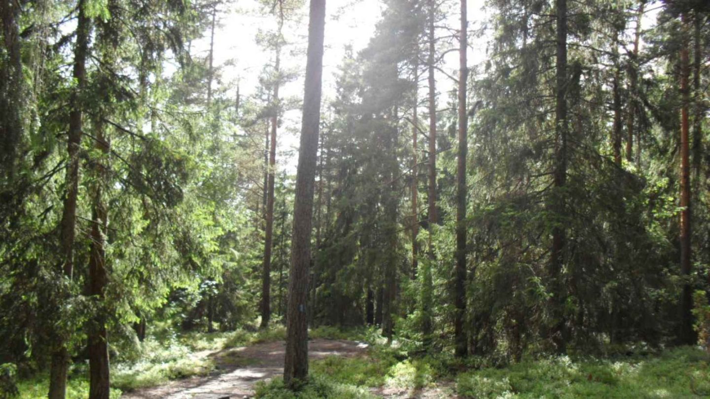 15 Enchanting European Forests You’ll Want to Explore