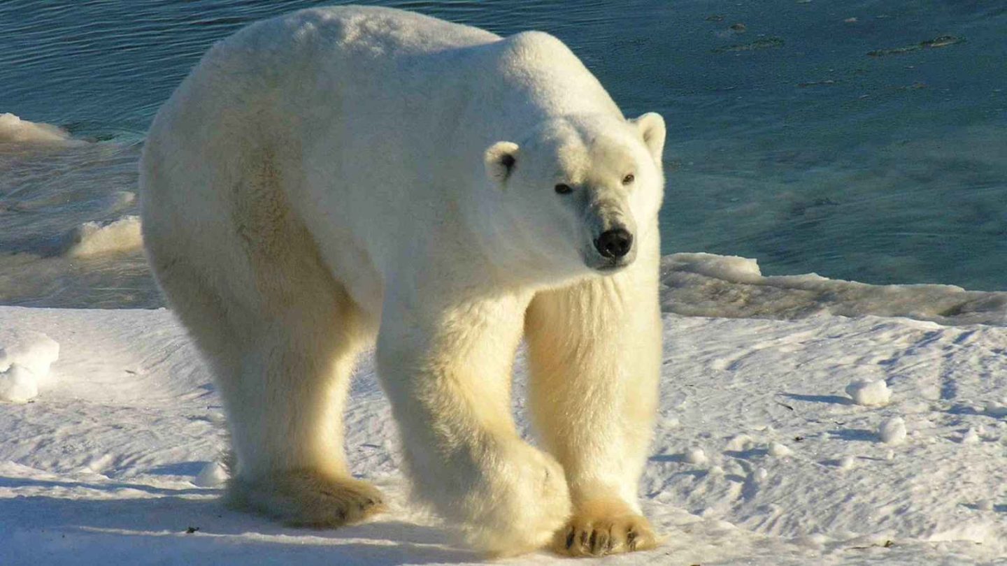 15 Fascinating Things About Canada That Americans Rarely Hear About