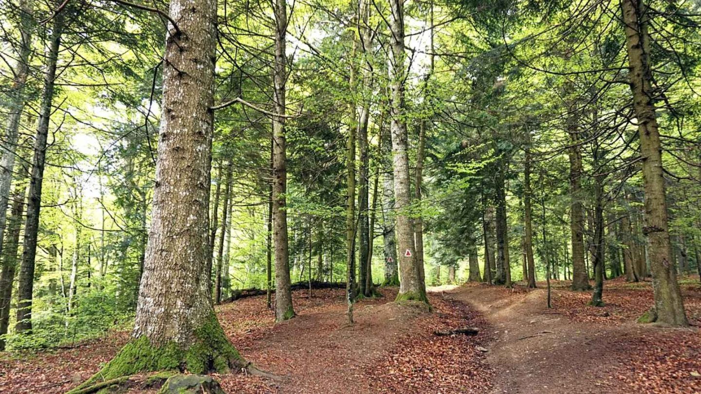 15 Enchanting European Forests You’ll Want to Explore