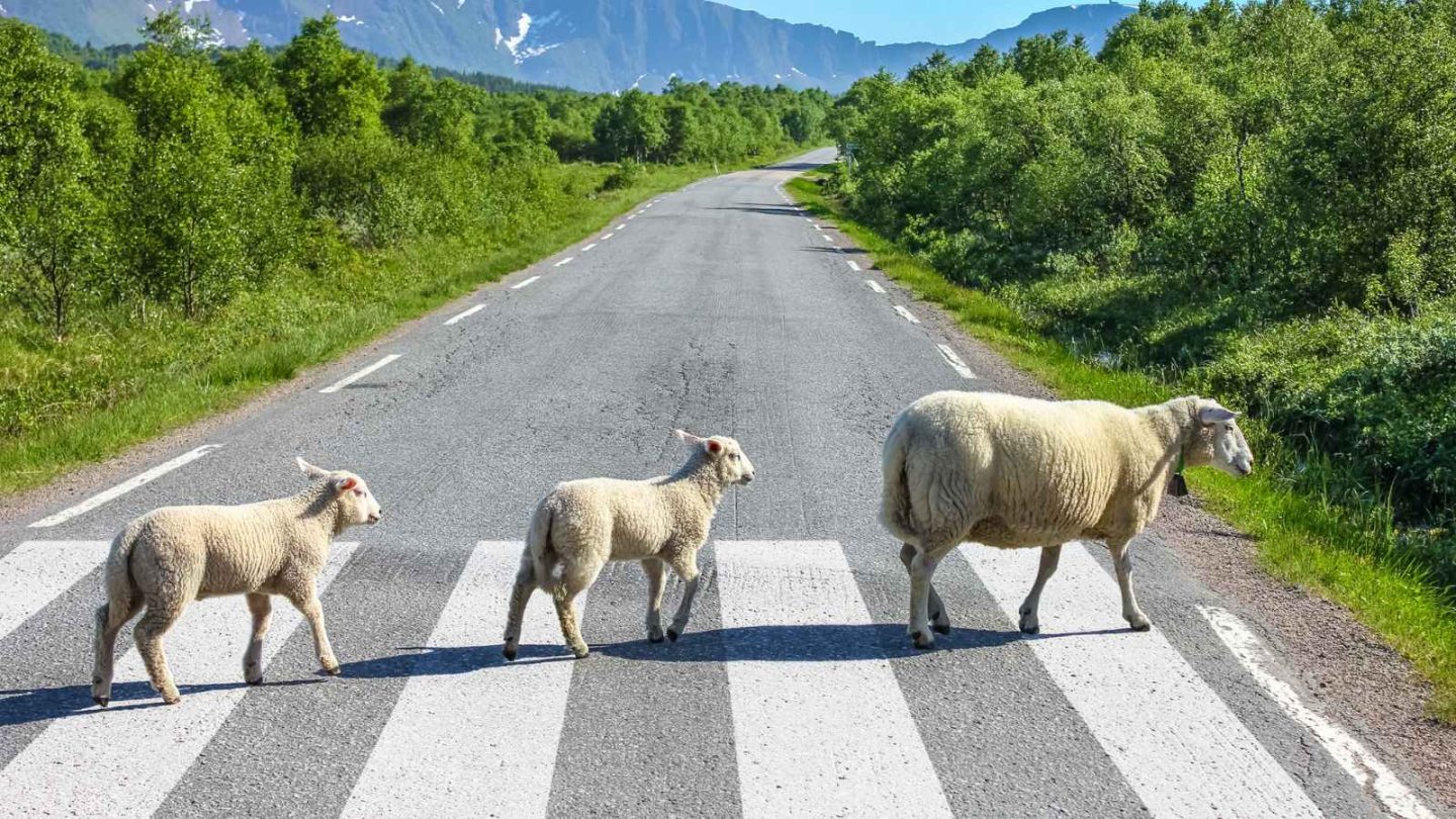 17 Incredibly Friendly Animals That Actually Enjoy Hanging Out With Humans