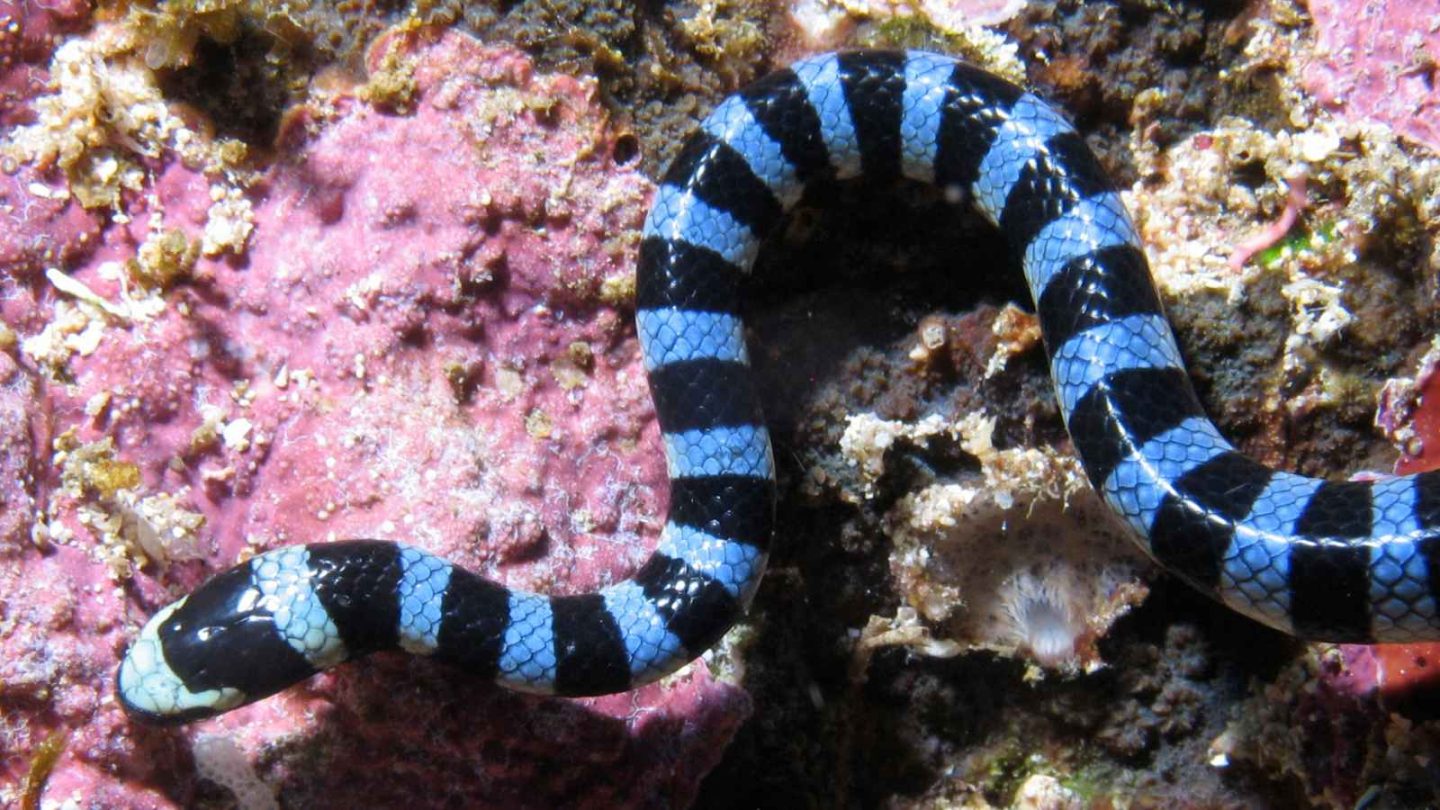 13 Most Perilous Scuba Diving Spots That Will Test Your Courage