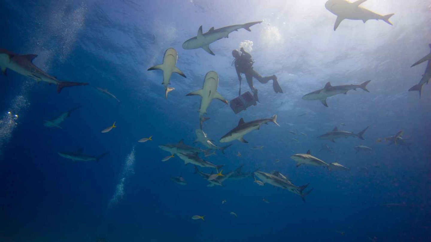 14 Ultimate Experiences Around the World for Thrill Seekers
