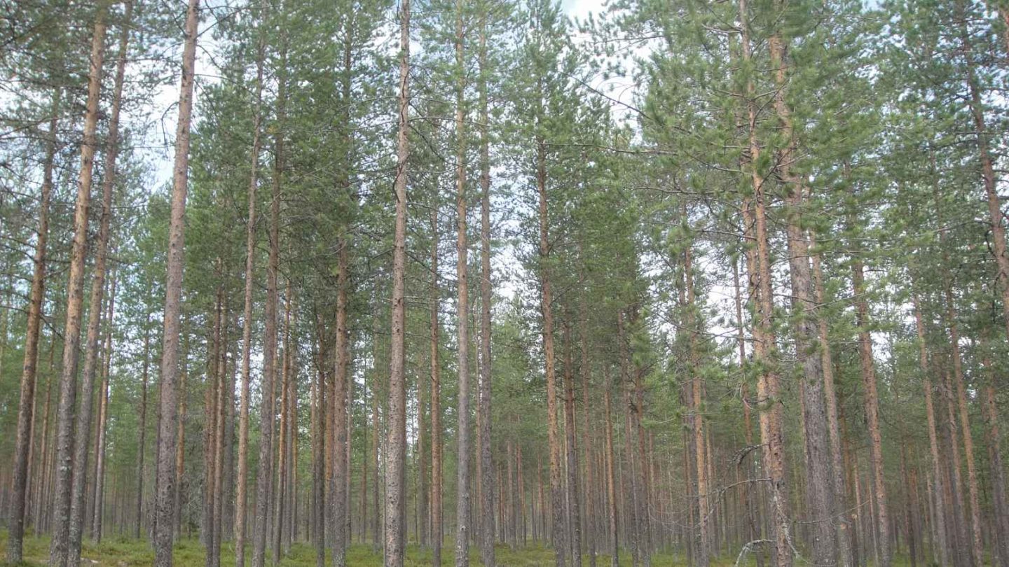15 Enchanting European Forests You’ll Want to Explore
