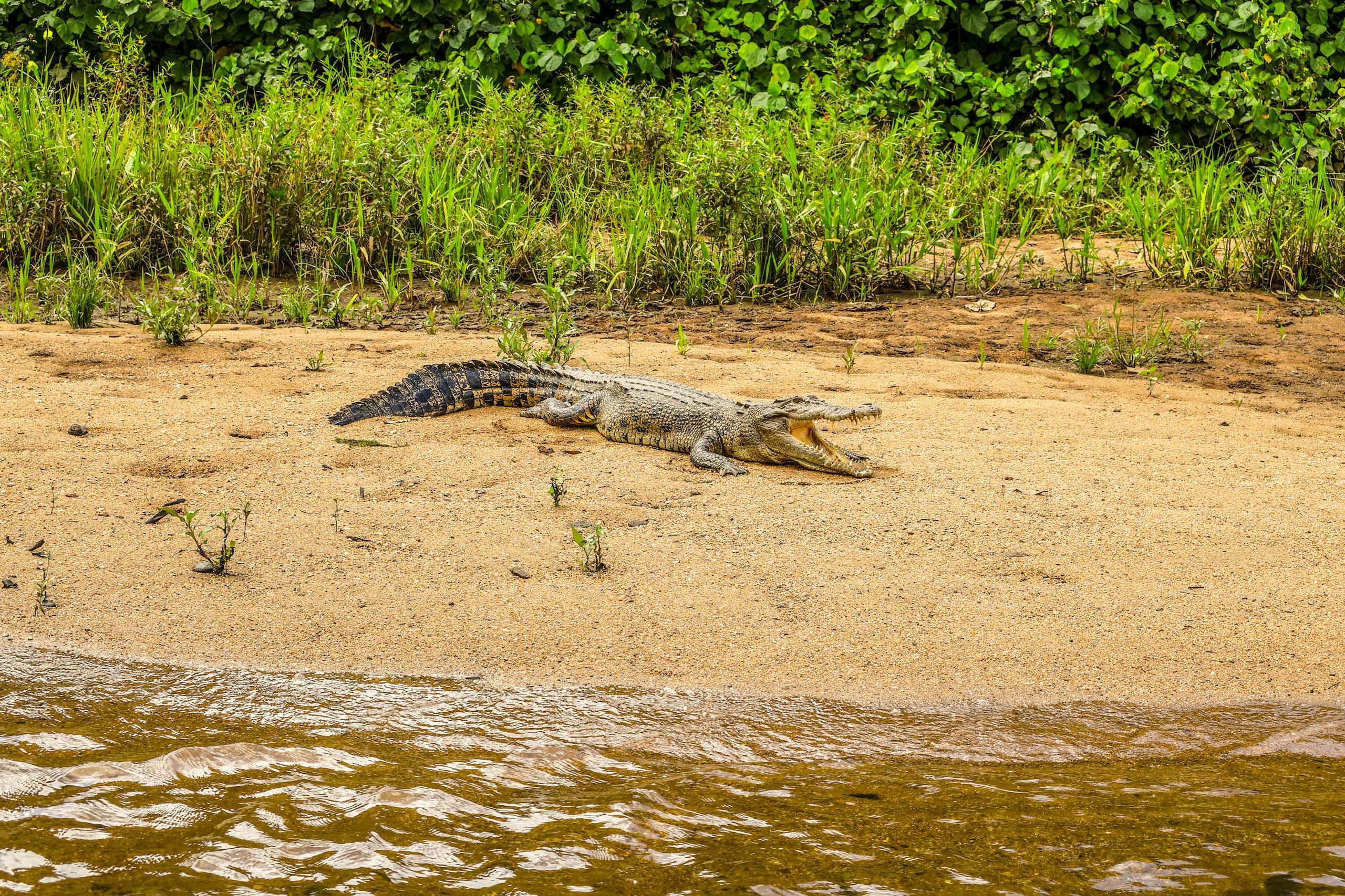 A saltwater crocodile rests on a sandy riverbank in Daintree, QLD, Australia.