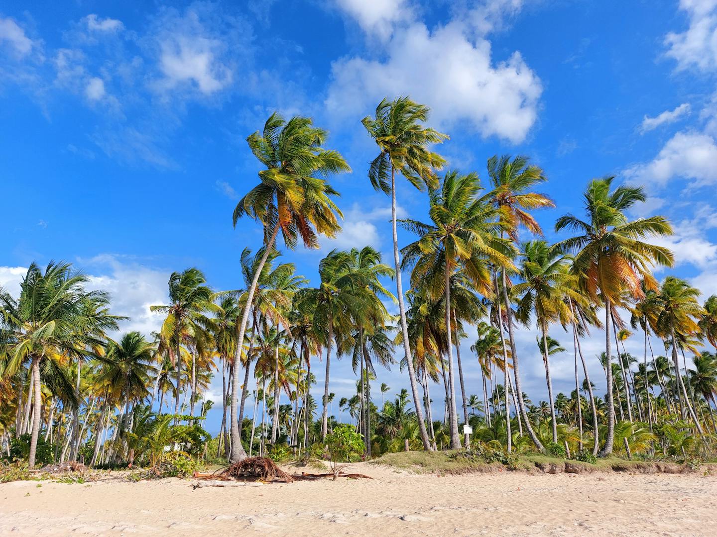Scenic view of palm trees and blue sky on a sandy beach in Las Terrenas, Dominican Republic.
