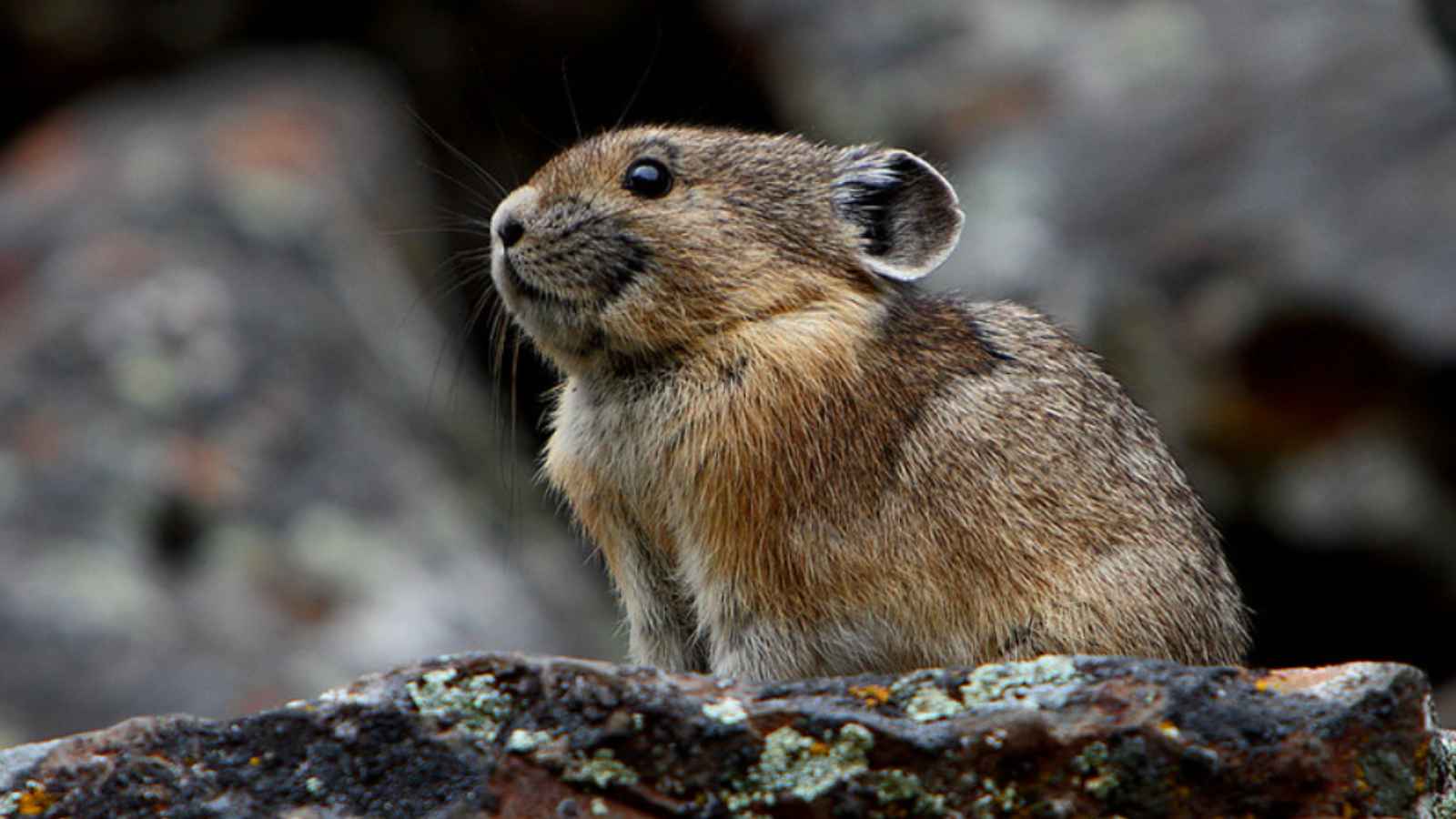 Nature’s Supermodels: The 10 Most Photogenic Wildlife Species in America