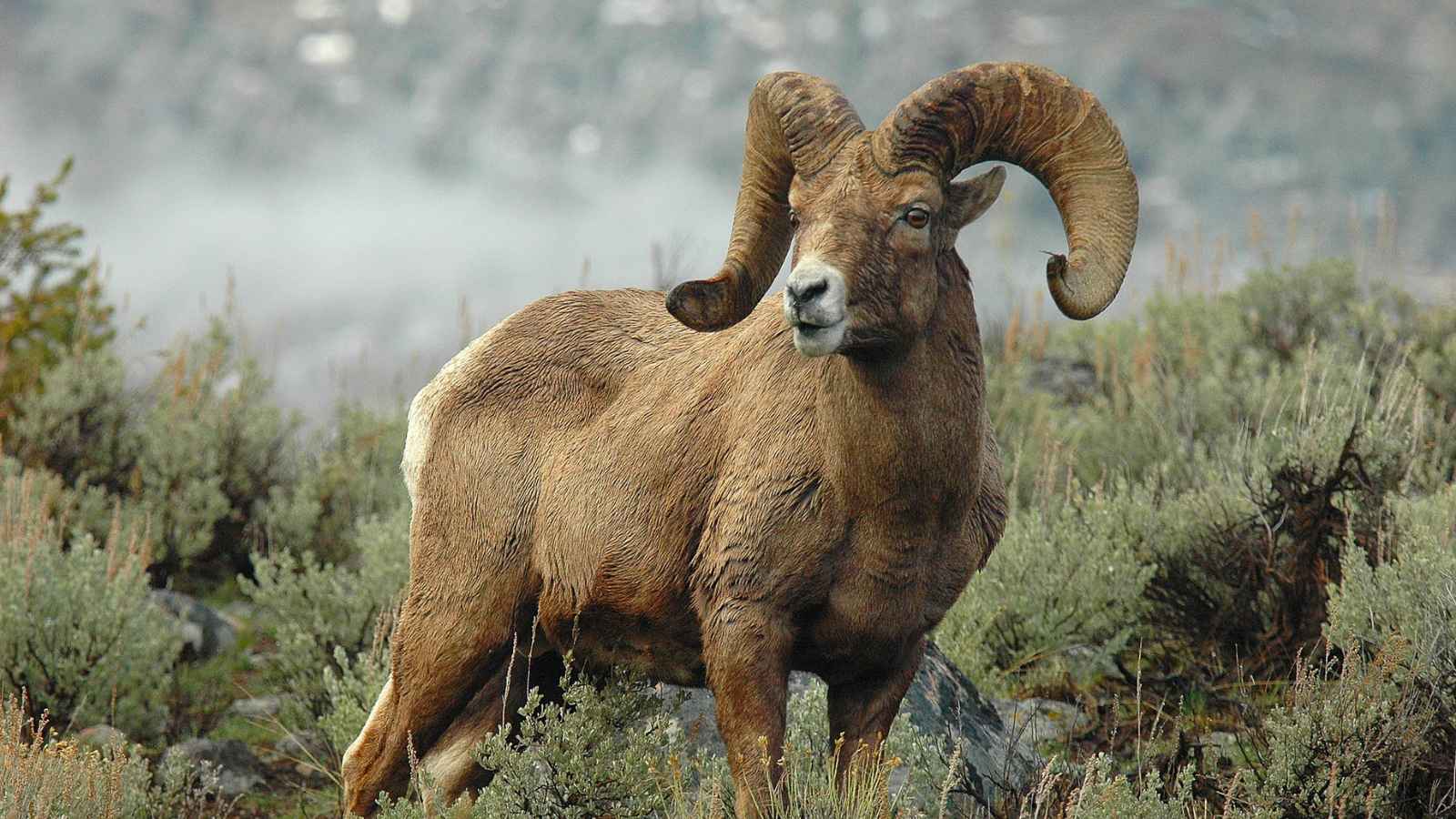 Nature’s Supermodels: The 10 Most Photogenic Wildlife Species in America
