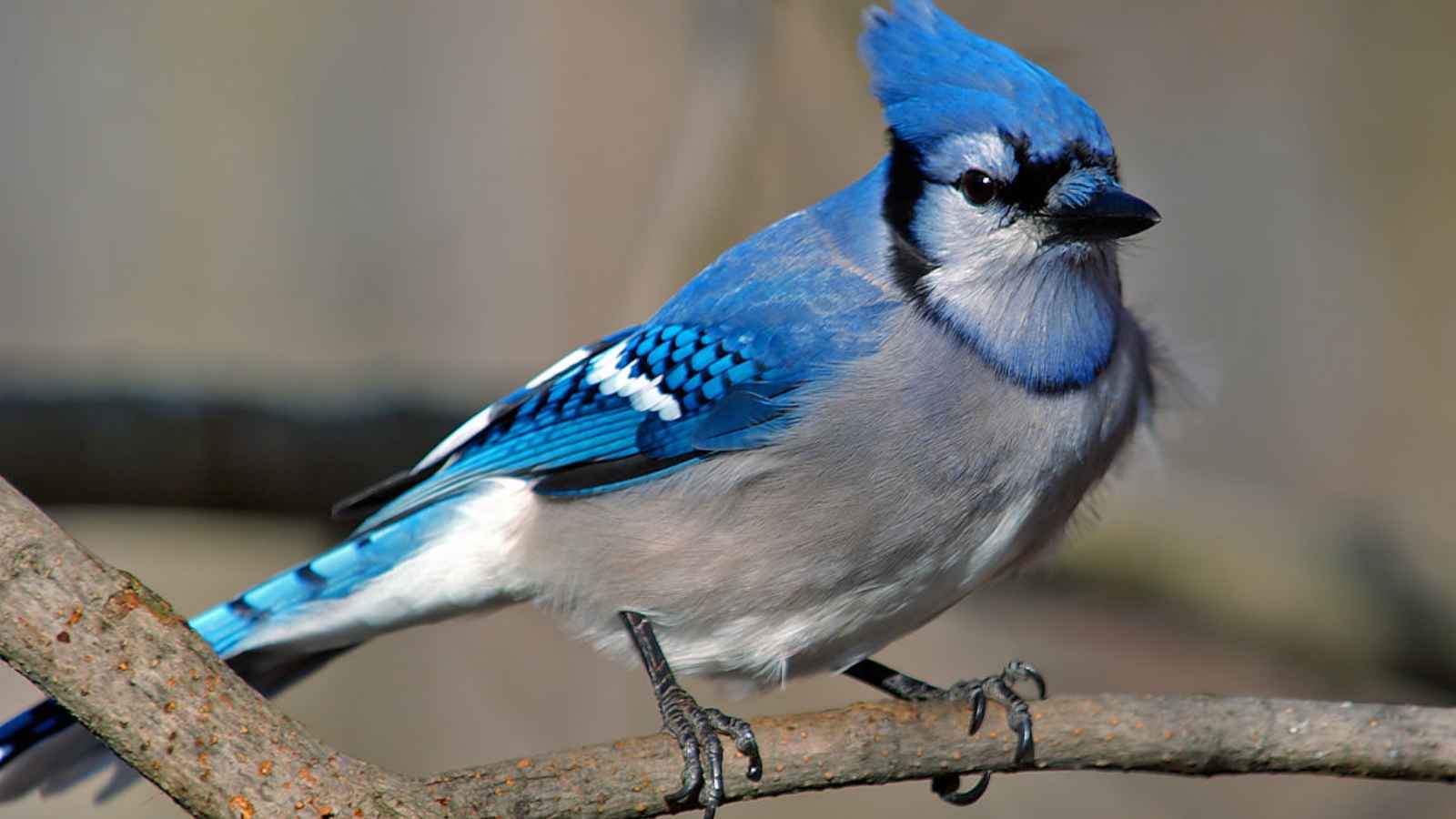 17  Beautiful Birds in America You Have to See to Believe