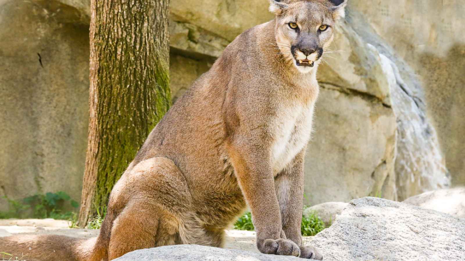 10 U.S. States Where Mountain Lions Still Roam Free – Is Yours on the List?