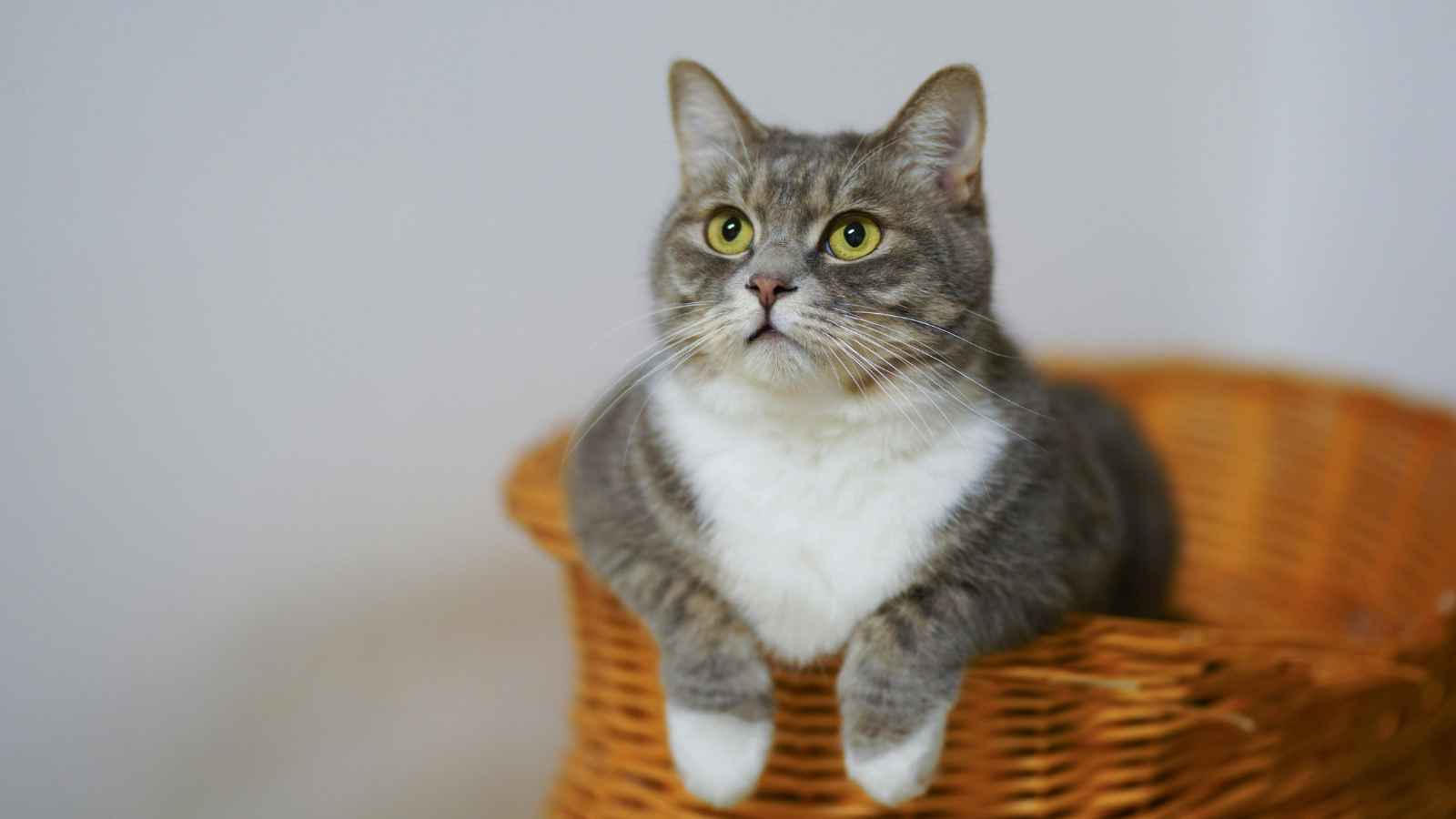 17 Incredibly Friendly Animals That Actually Enjoy Hanging Out With Humans