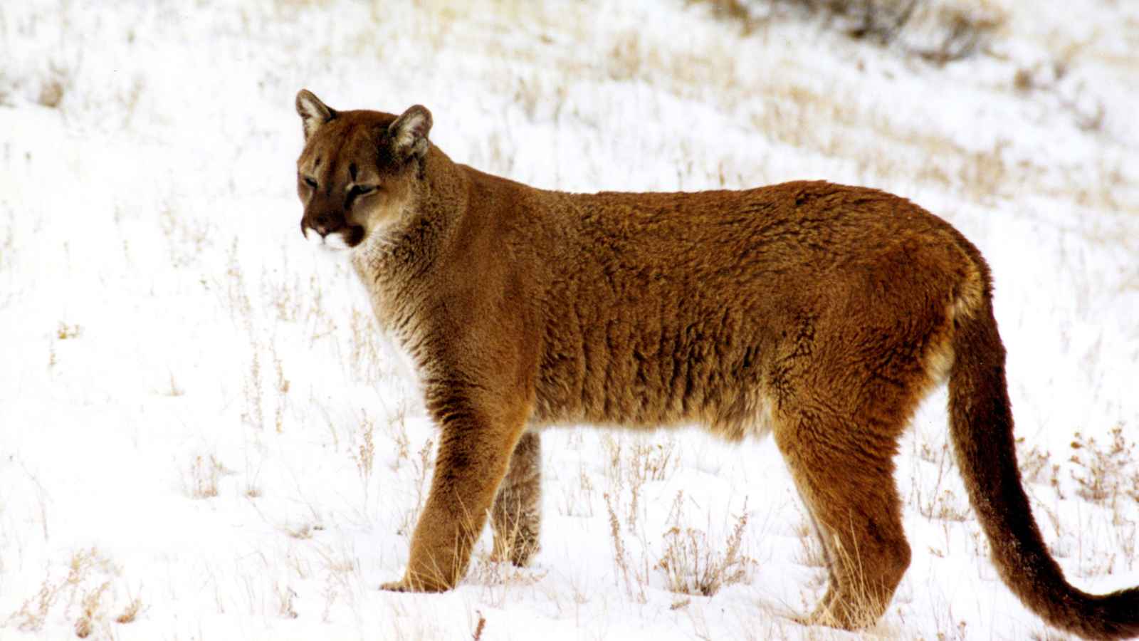 10 U.S. States Where Mountain Lions Still Roam Free – Is Yours on the List?