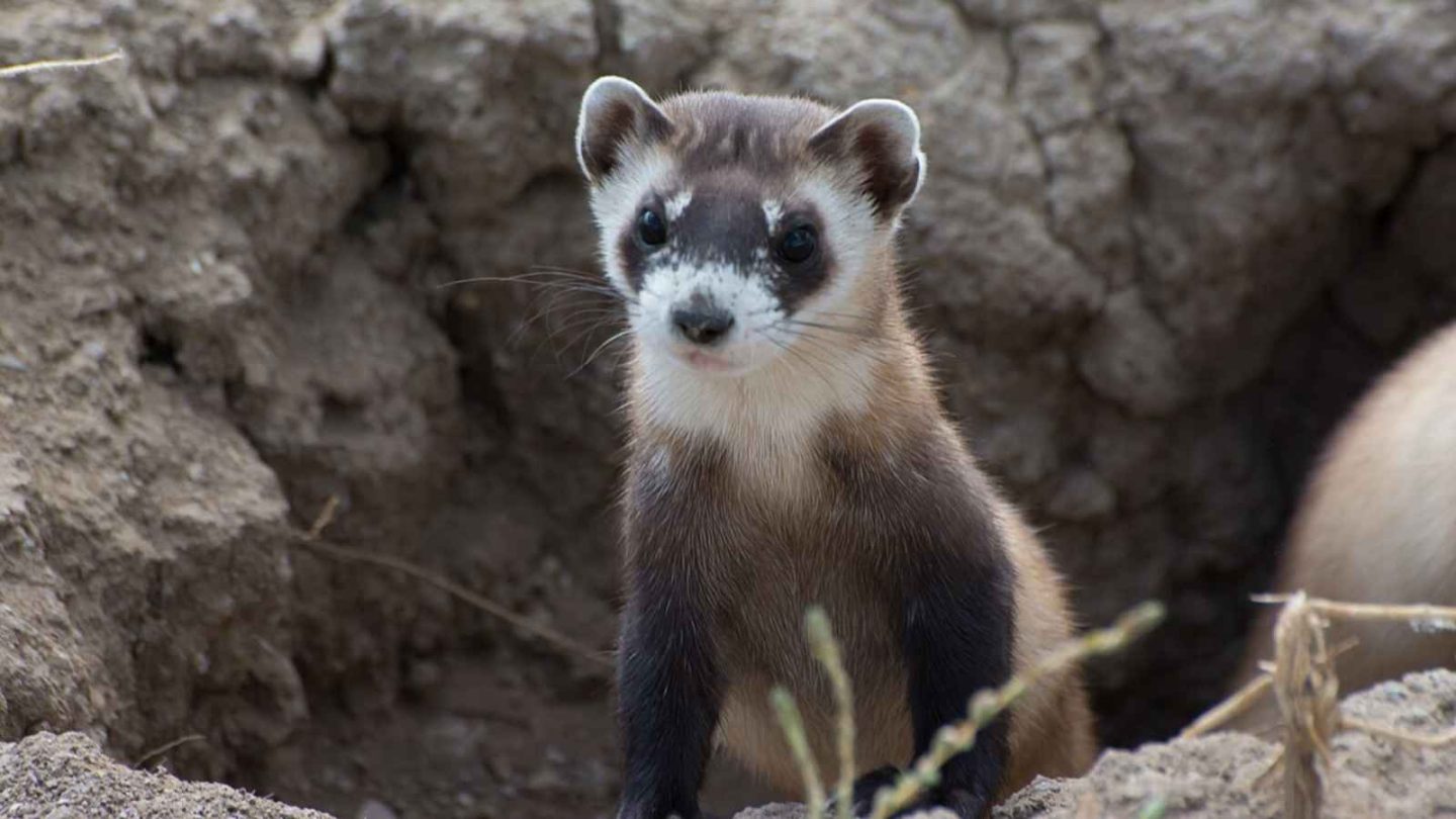 17 Incredibly Friendly Animals That Actually Enjoy Hanging Out With Humans