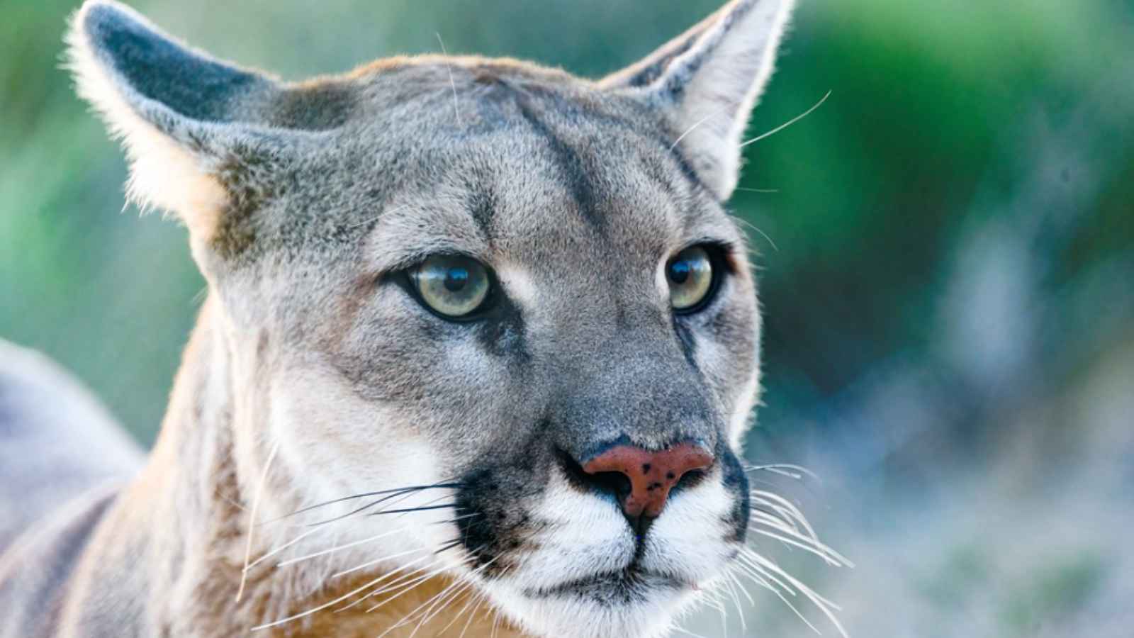 10 U.S. States Where Mountain Lions Still Roam Free – Is Yours on the List?