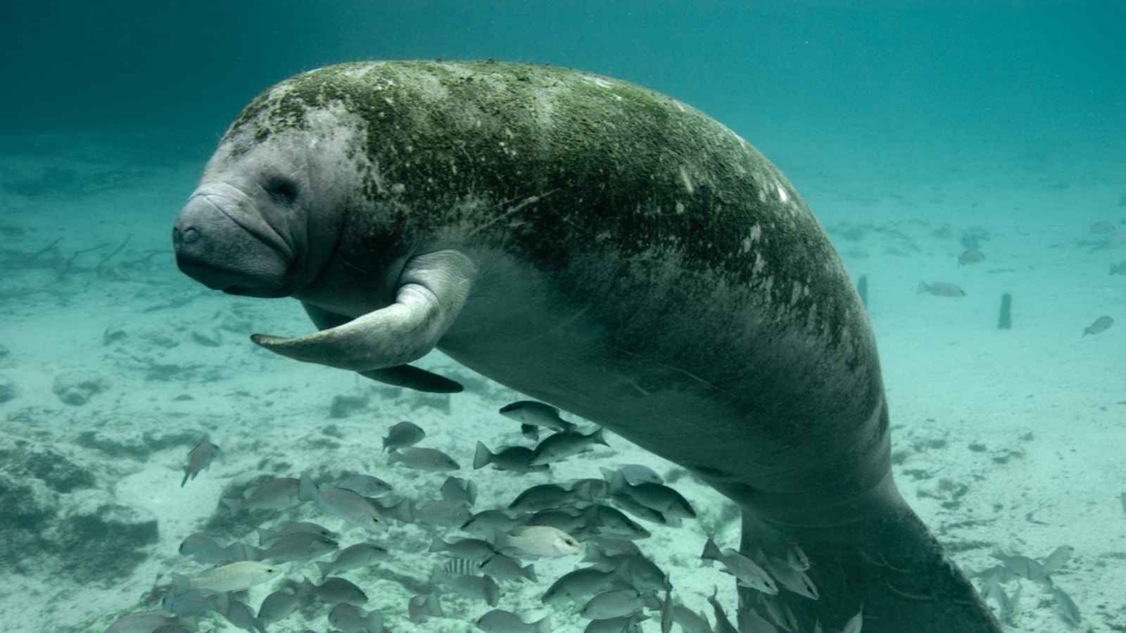 Northern Elephant Seal – Channel Islands National Park