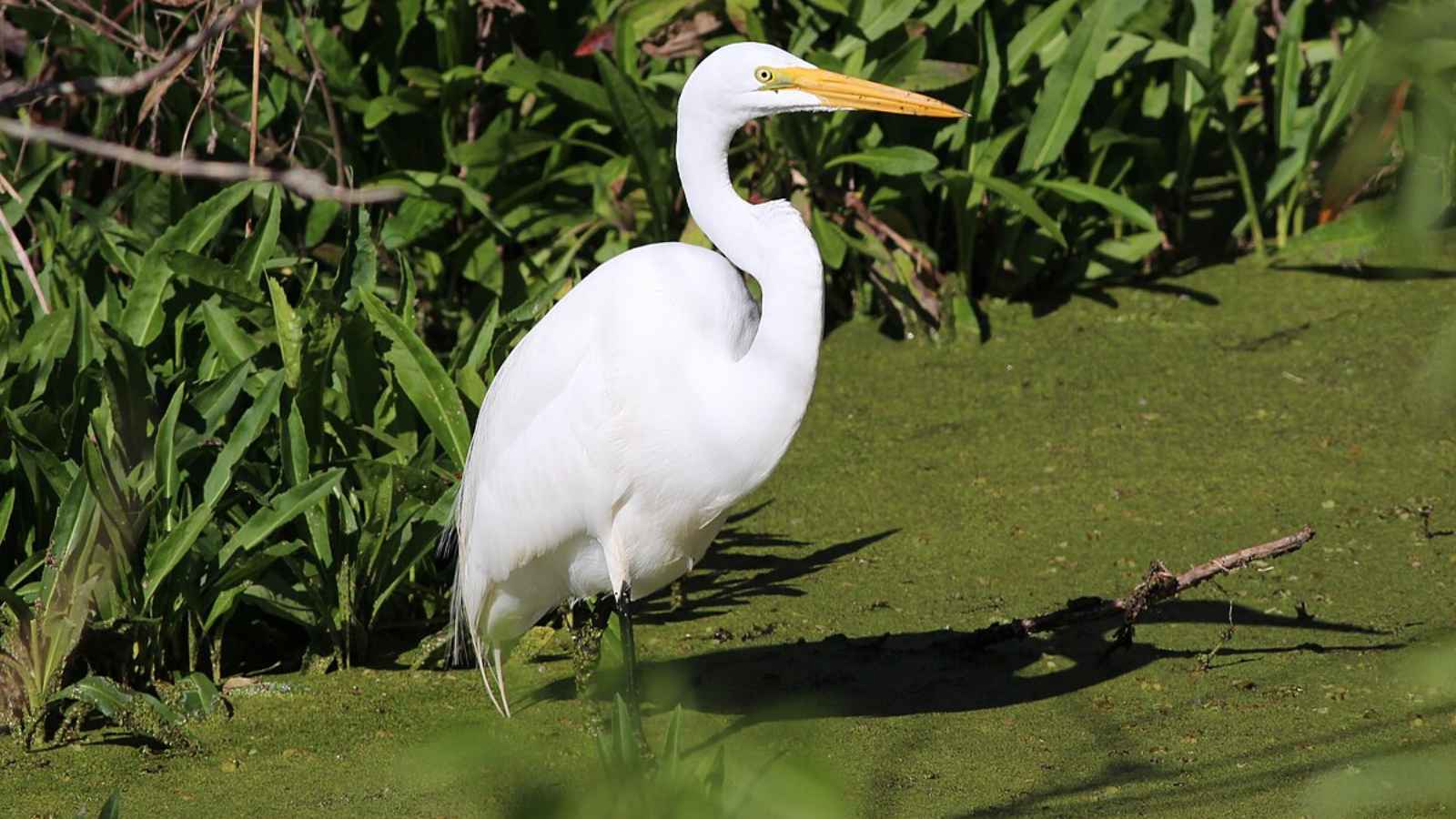 17 Beautiful Birds in America You Have to See to Believe