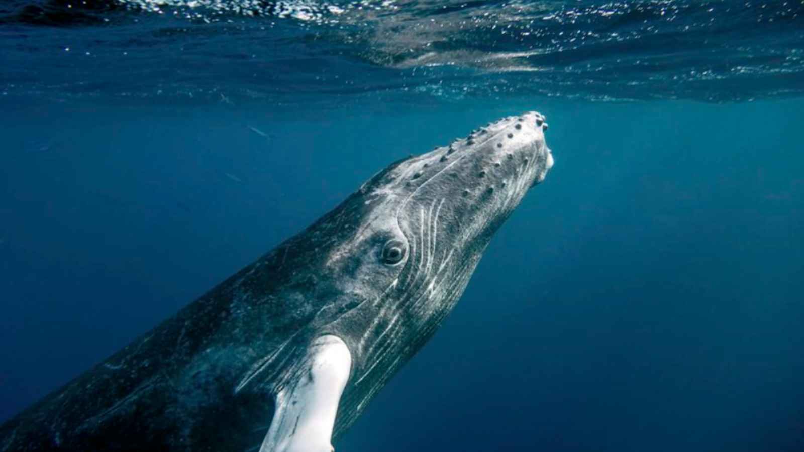 Nature’s Supermodels: The 10 Most Photogenic Wildlife Species in America