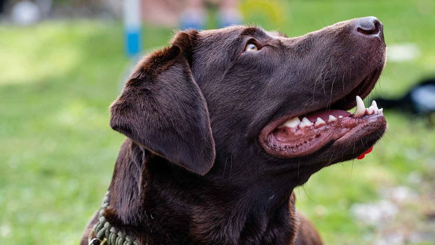 17 Incredibly Friendly Animals That Actually Enjoy Hanging Out With Humans