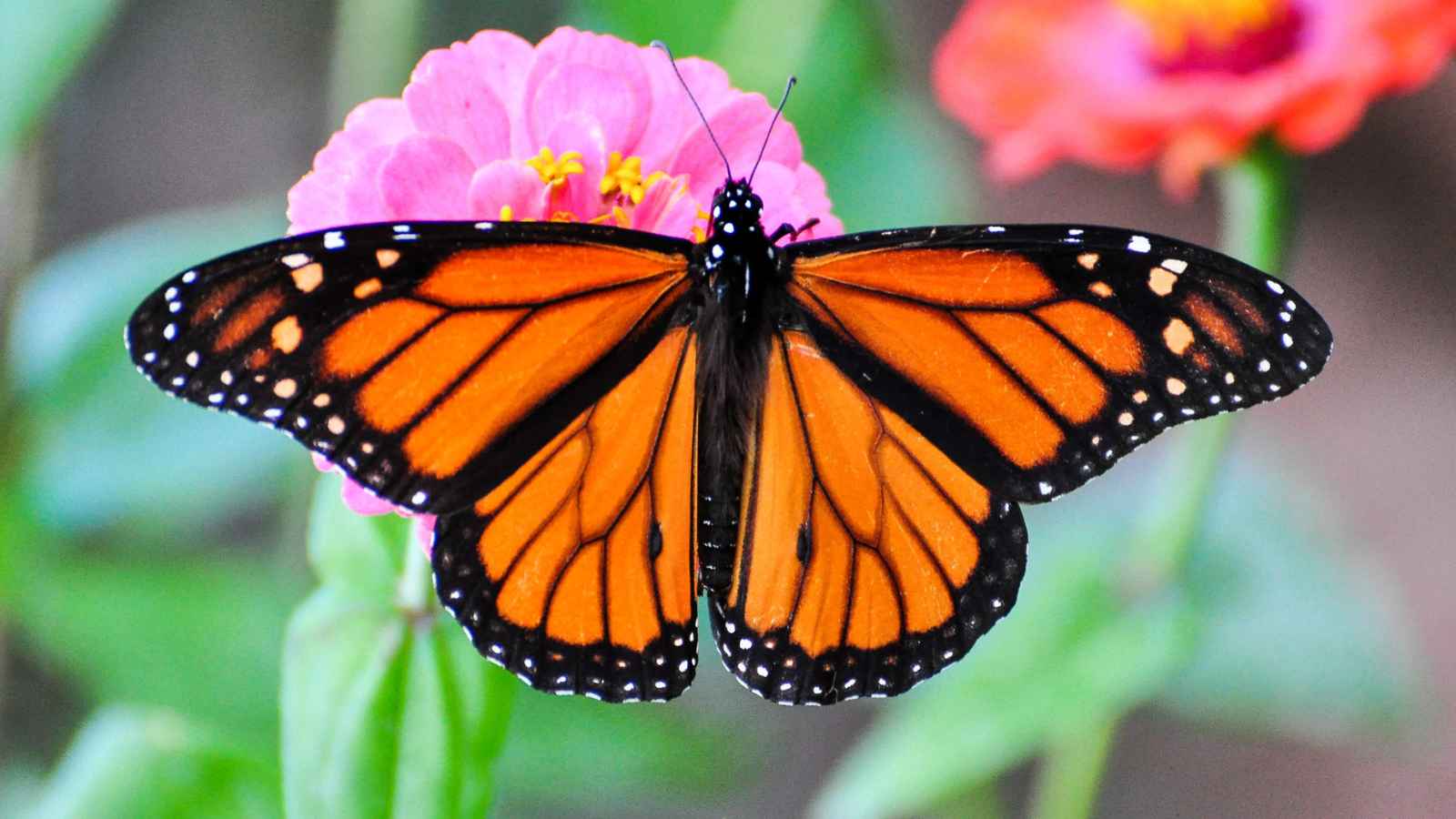 Nature’s Supermodels: The 10 Most Photogenic Wildlife Species in America
