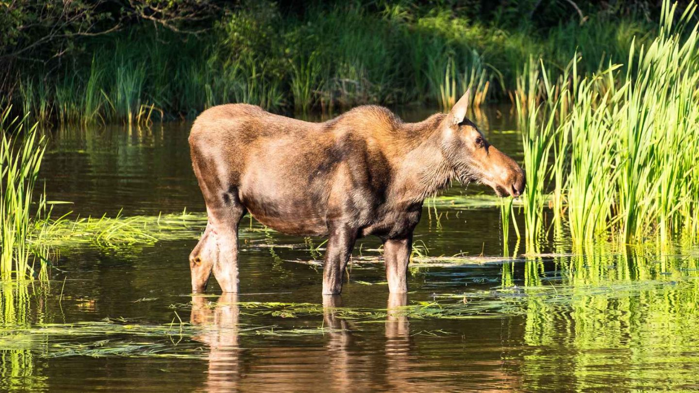17 Incredible Wildlife Species Thriving in U.S. National Parks