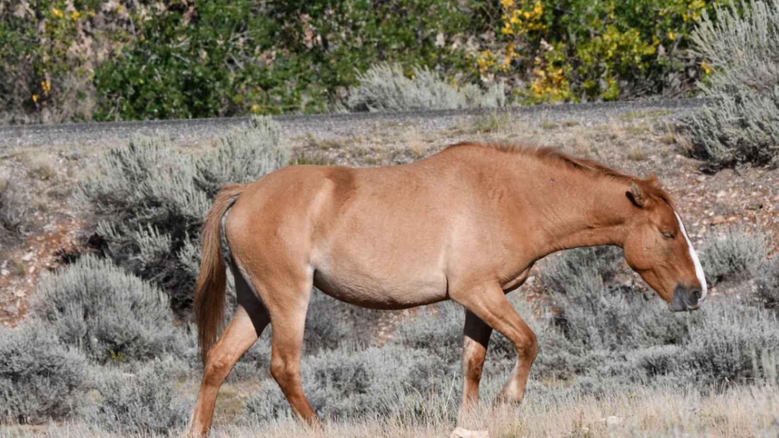 17 Iconic Animals That Perfectly Capture America’s Wild, Fierce, and Free Spirit