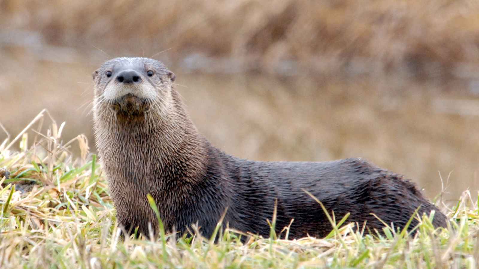 Nature’s Supermodels: The 10 Most Photogenic Wildlife Species in America