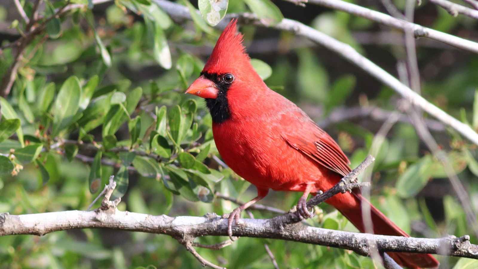 17  Beautiful Birds in America You Have to See to Believe