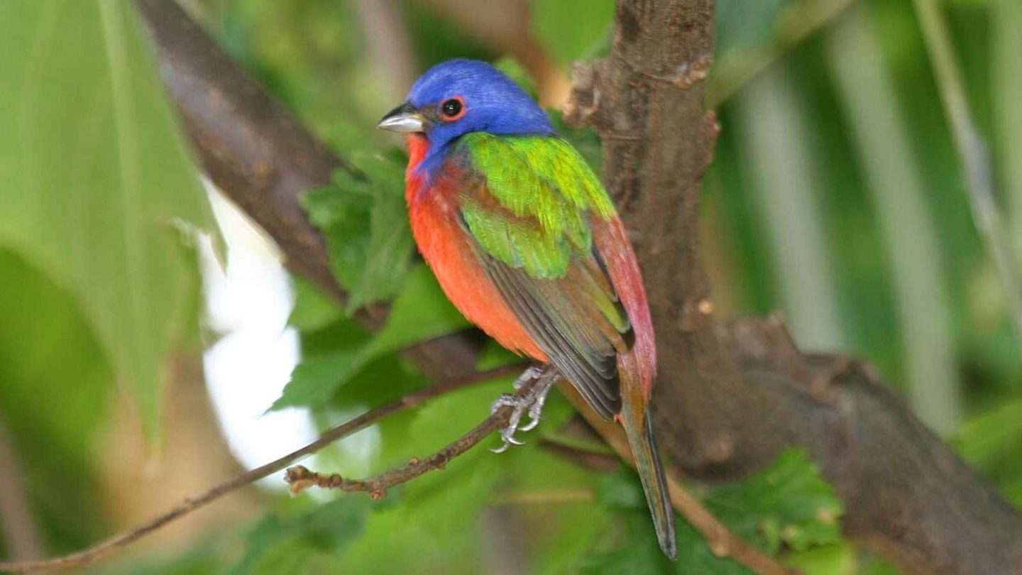 17 Beautiful Birds in America You Have to See to Believe