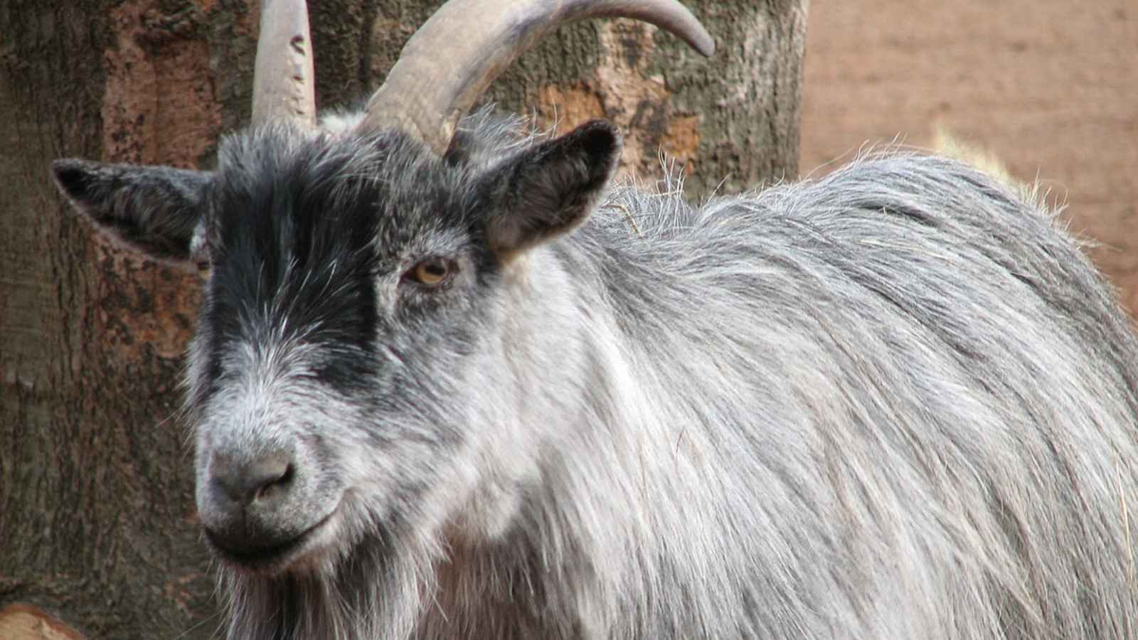 17 Incredibly Friendly Animals That Actually Enjoy Hanging Out With Humans