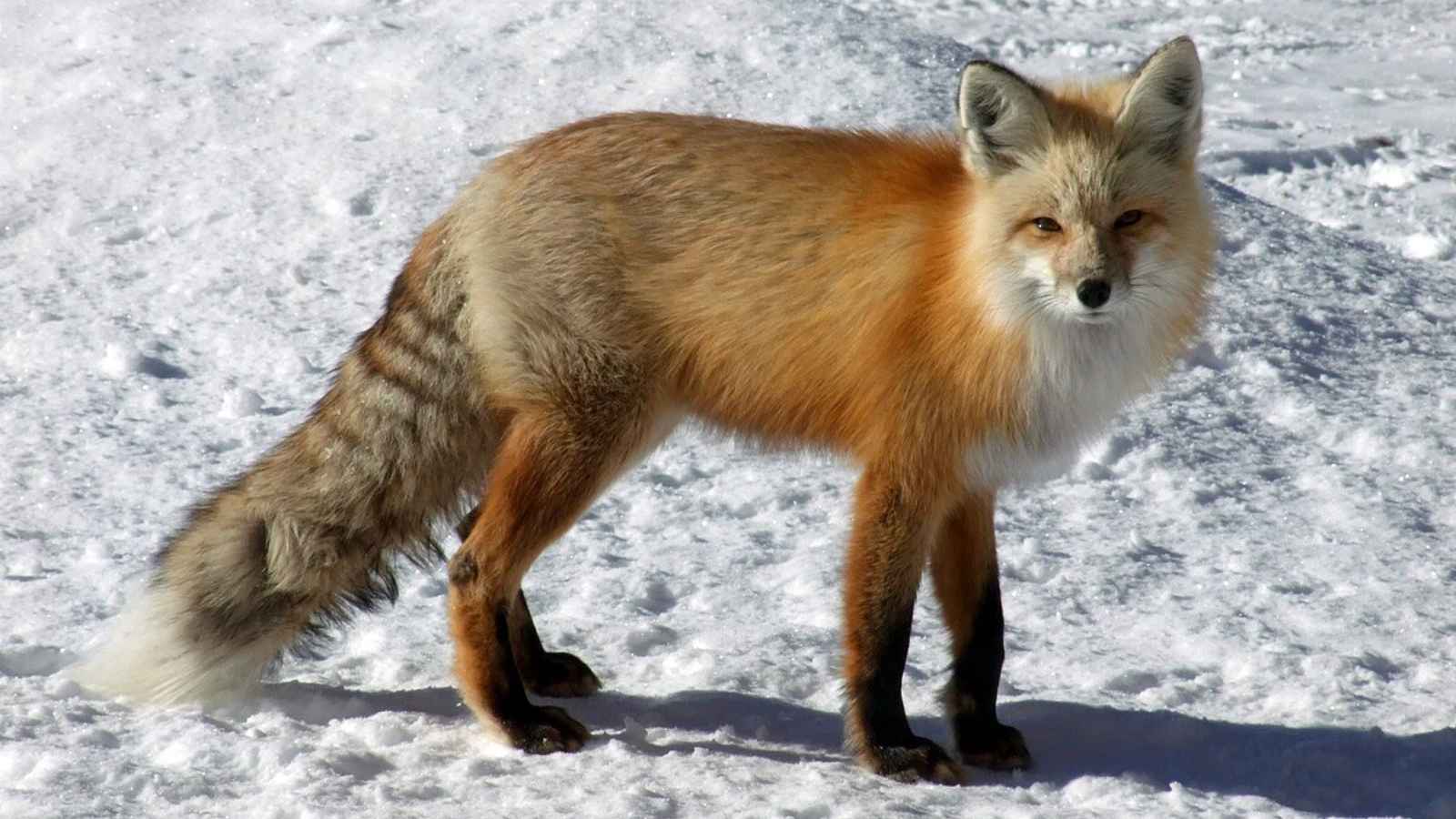 17 Iconic Animals That Perfectly Capture America’s Wild, Fierce, and Free Spirit