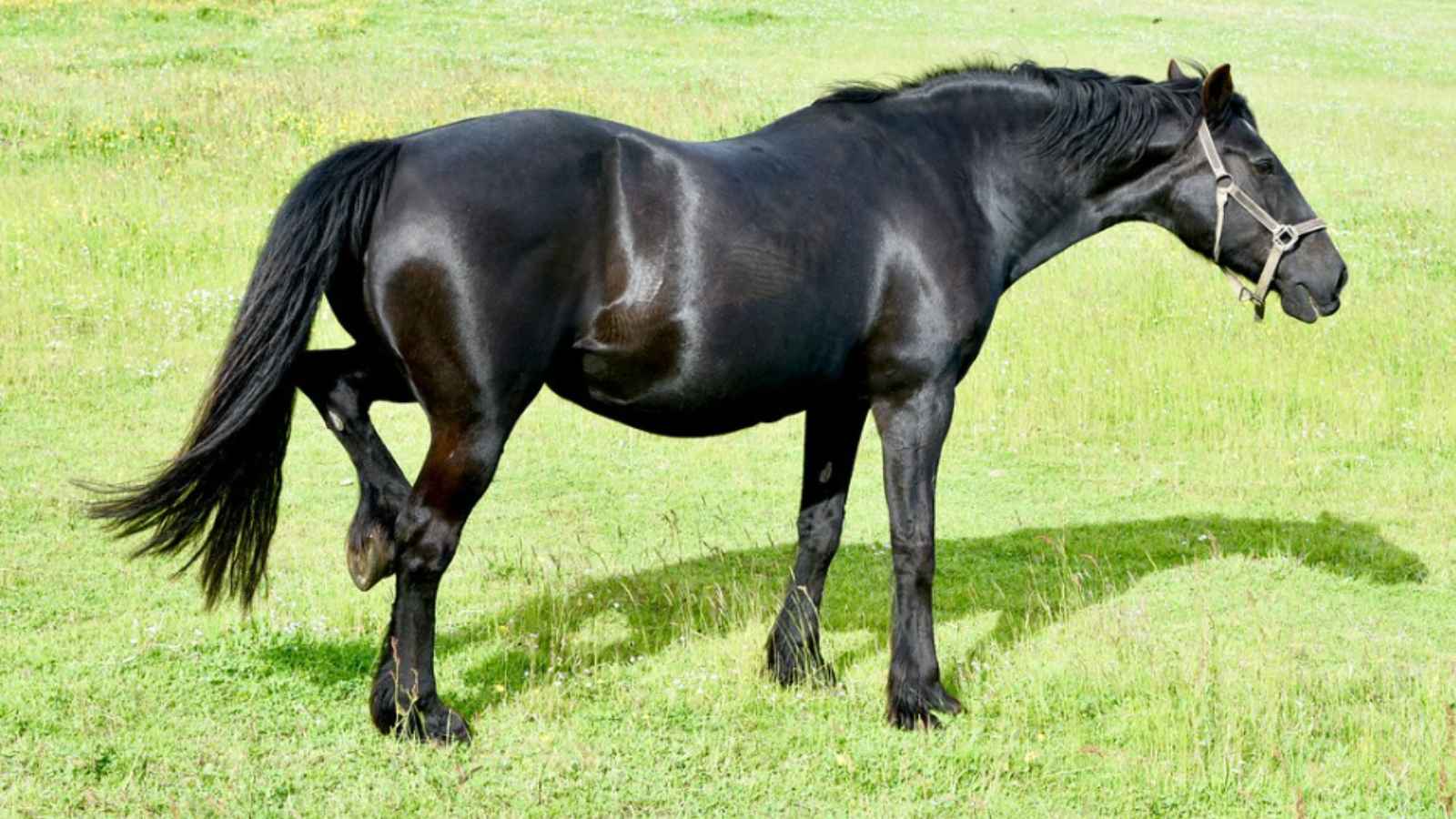 17 Dream Destinations Every Horse Lover Needs to Visit