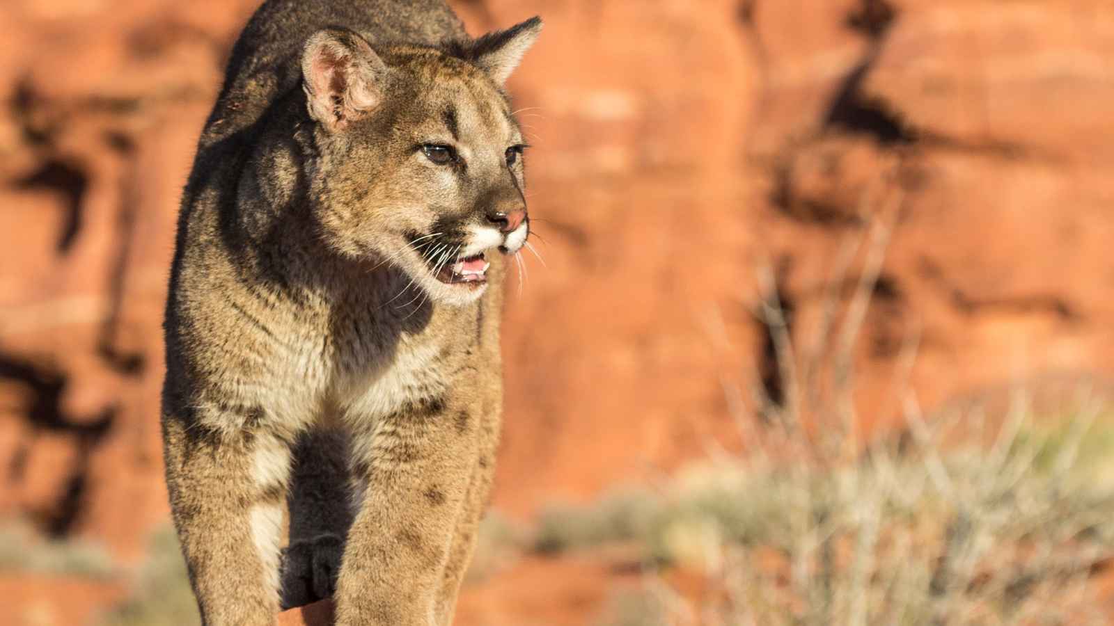 10 U.S. States Where Mountain Lions Still Roam Free – Is Yours on the List?