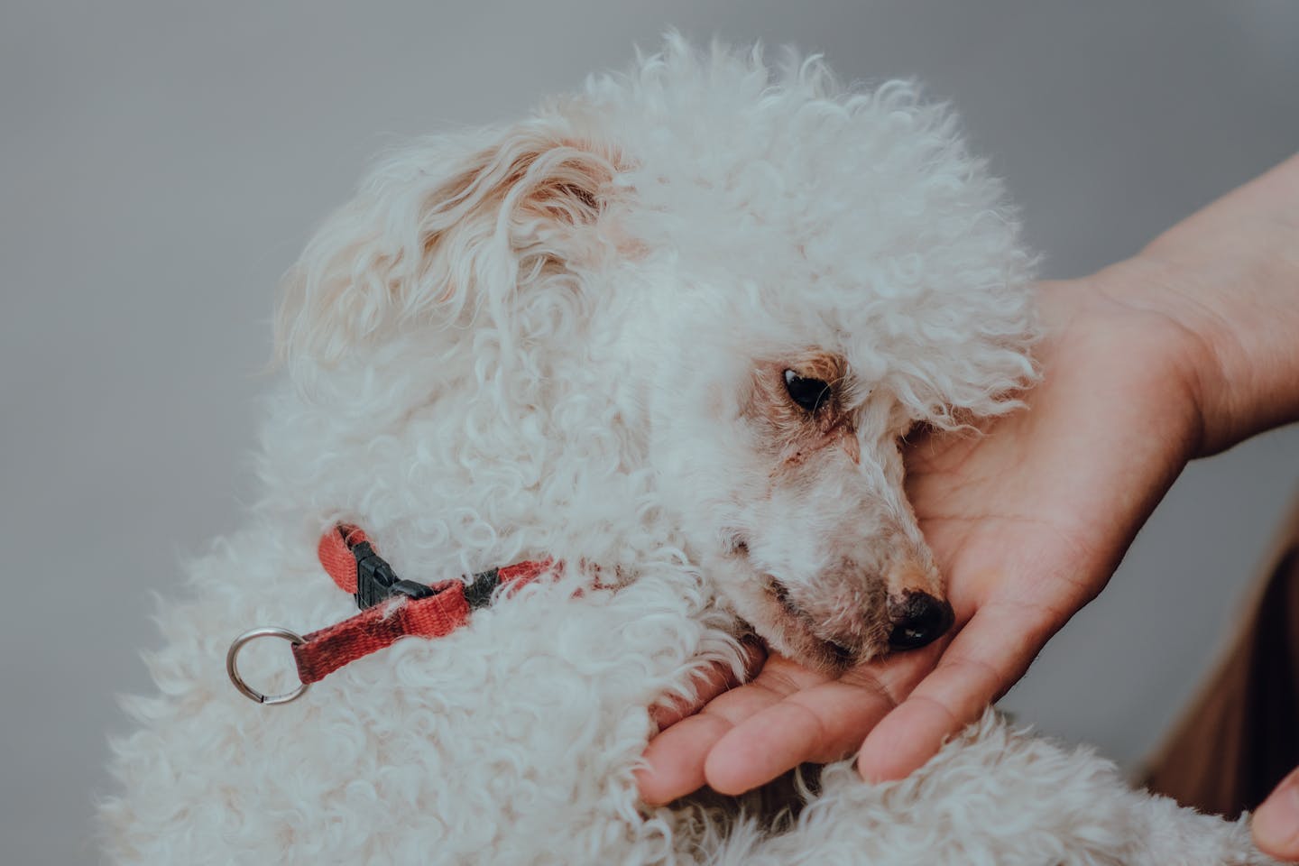 A close-up of a relaxed toy poodle being gently held. Captures comfort and affection in warm light.